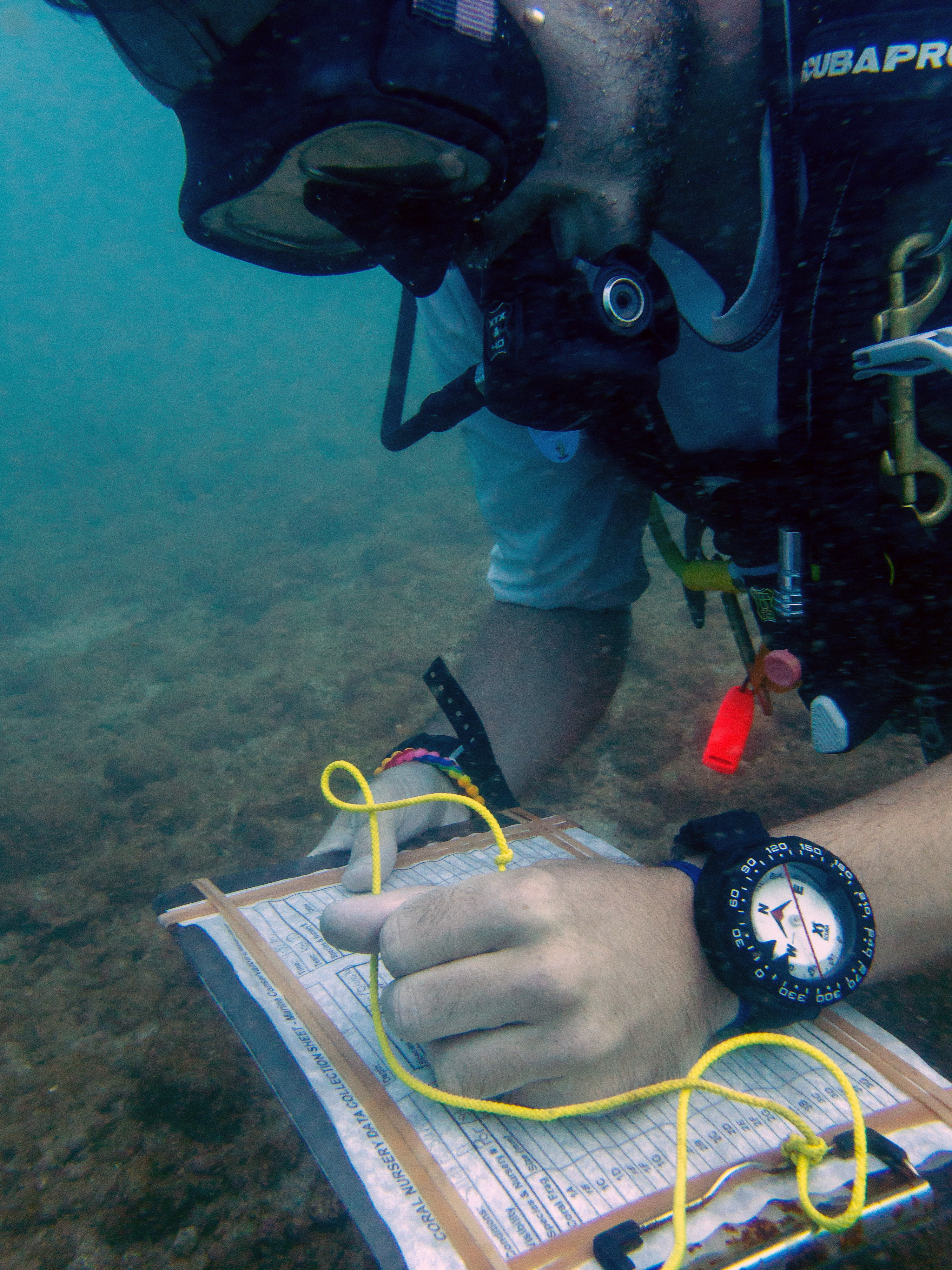 Coral data collection for internship