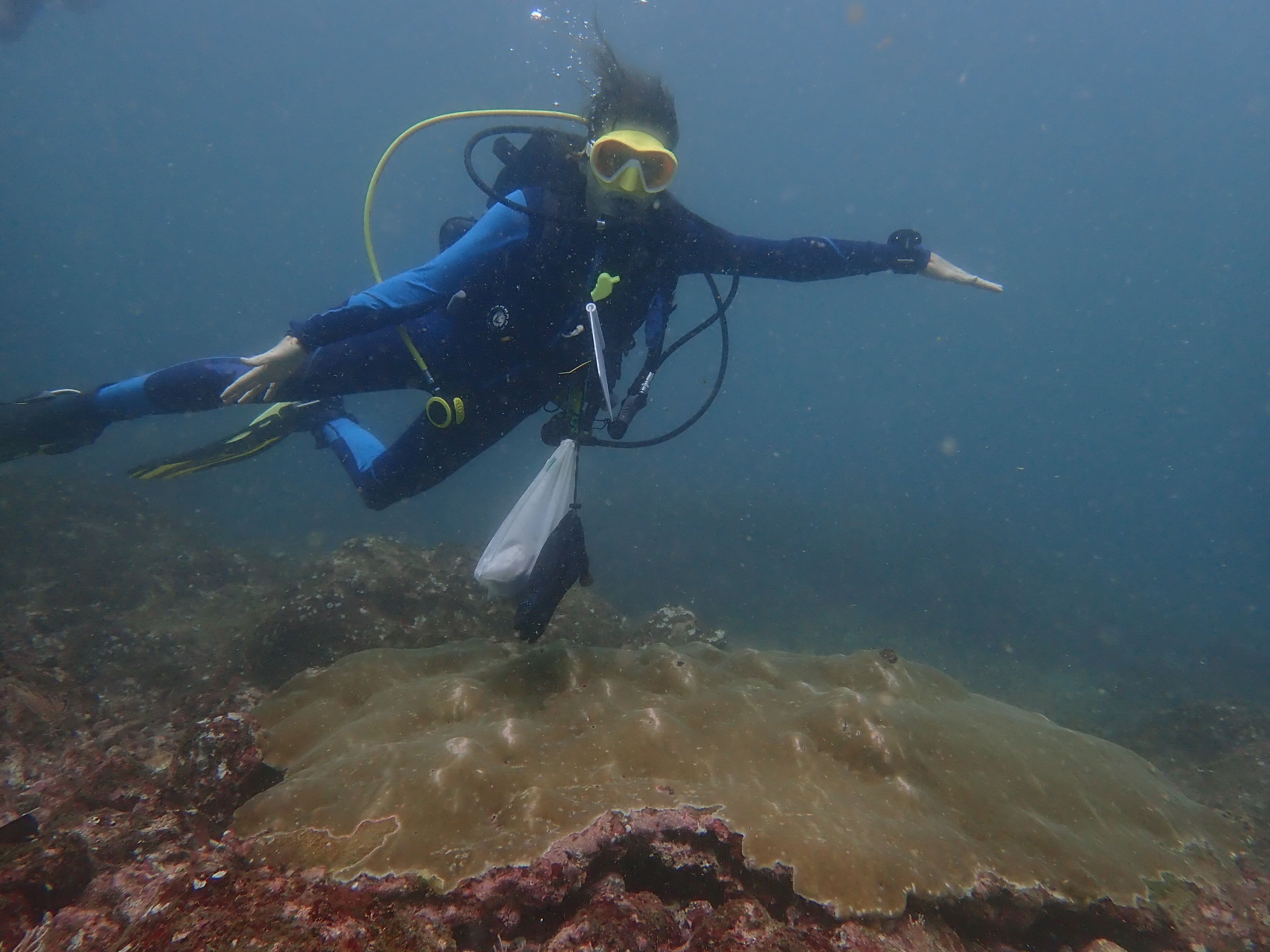 Coral reef in Manuel Antonio National Park, Costa Rica