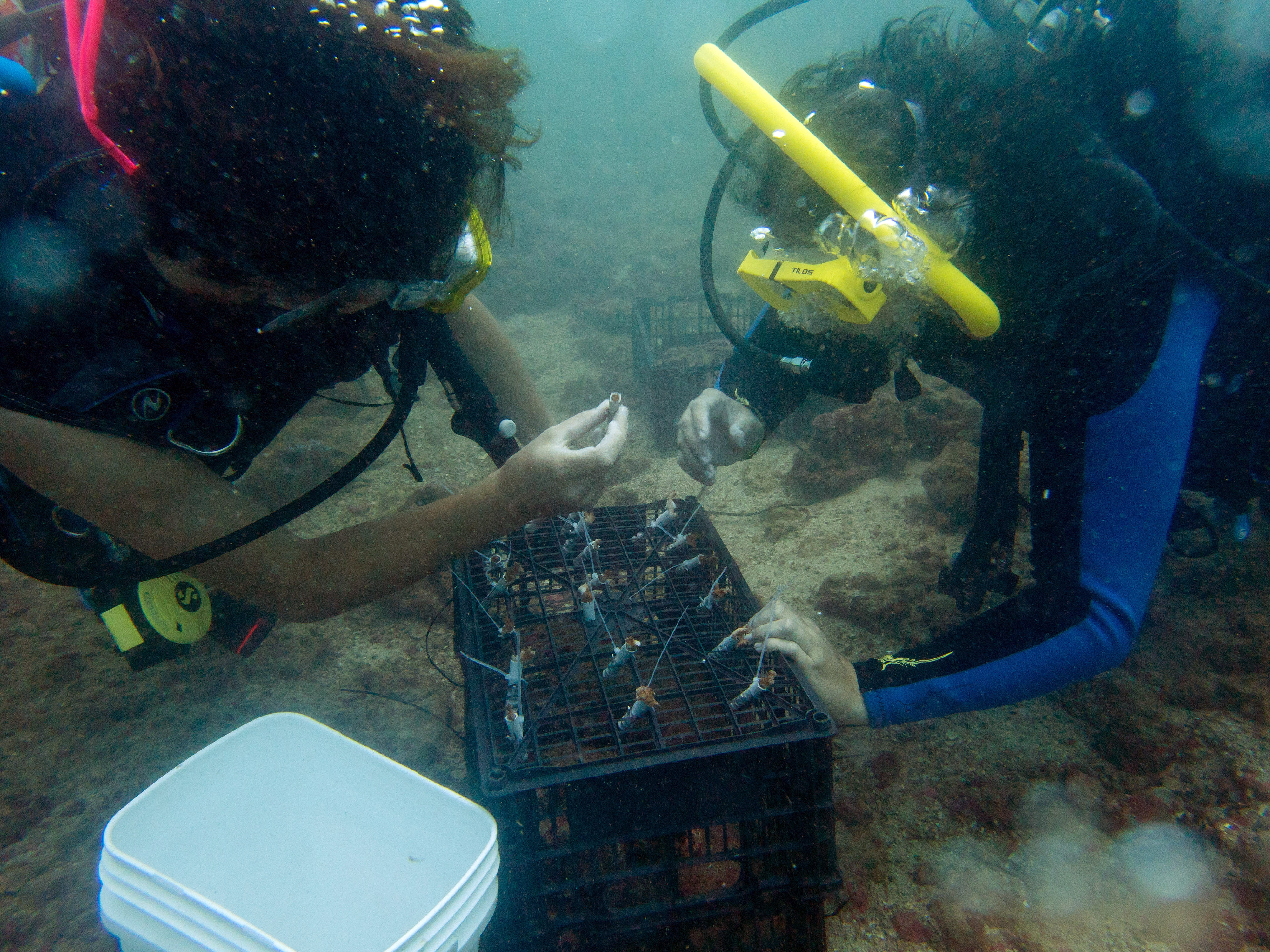 Coral restoration project in Manuel Antonio National Park, Costa Rica
