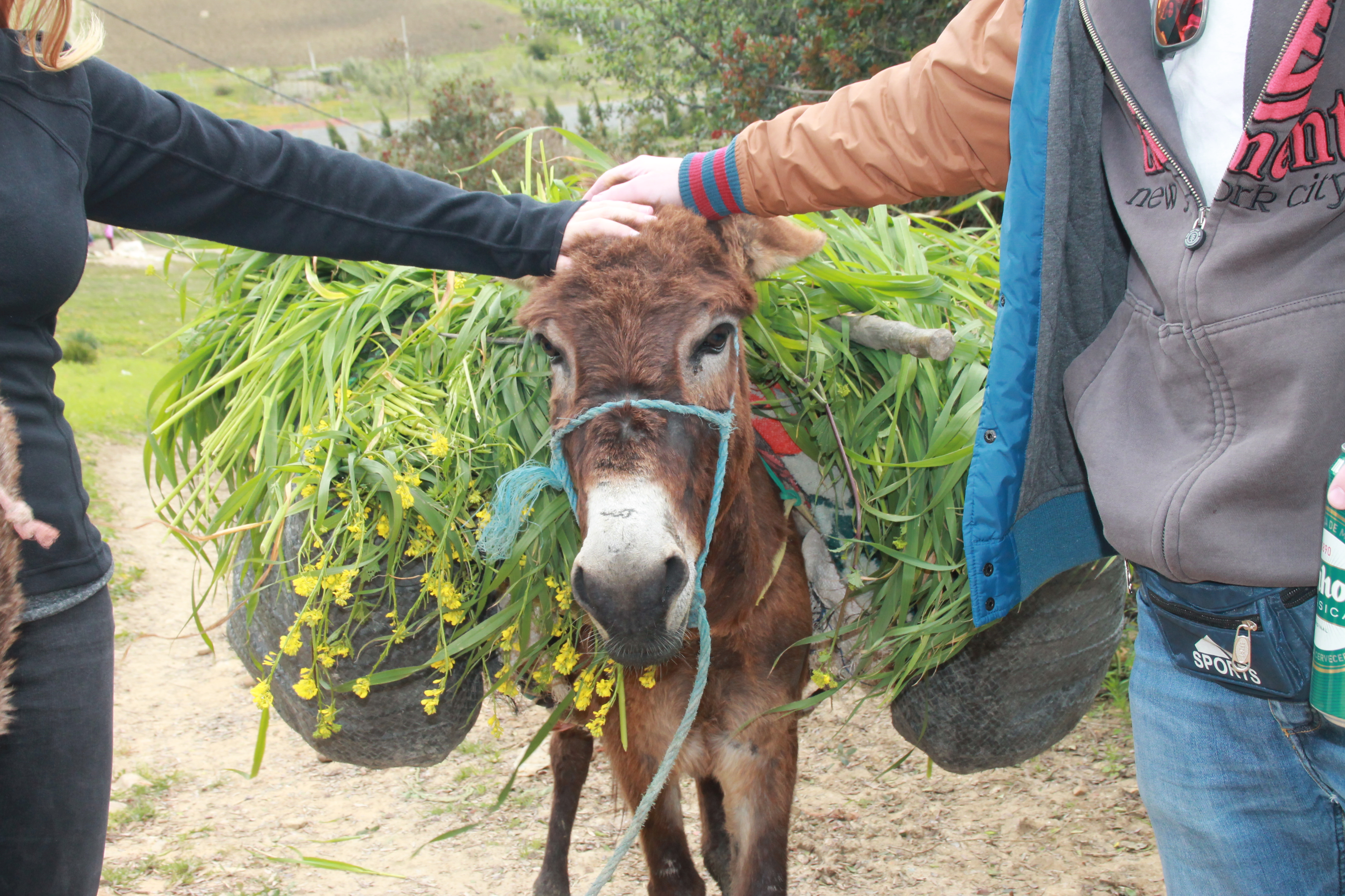A cute donkey pictured in Morocco