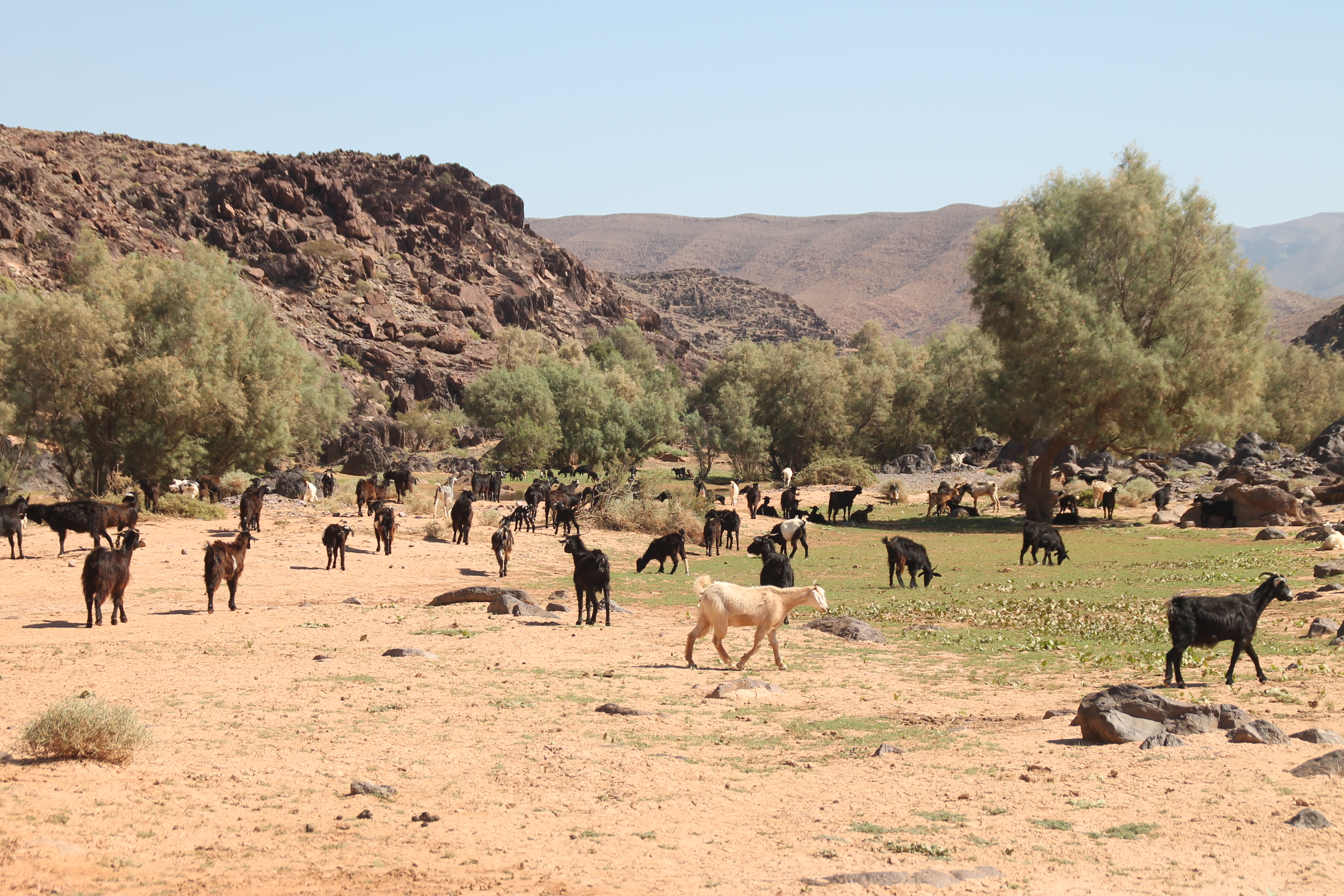 A herd of goats, standing in a field, in Morocco