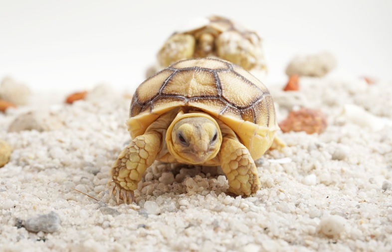 A two-day old baby tortoise in Morocco