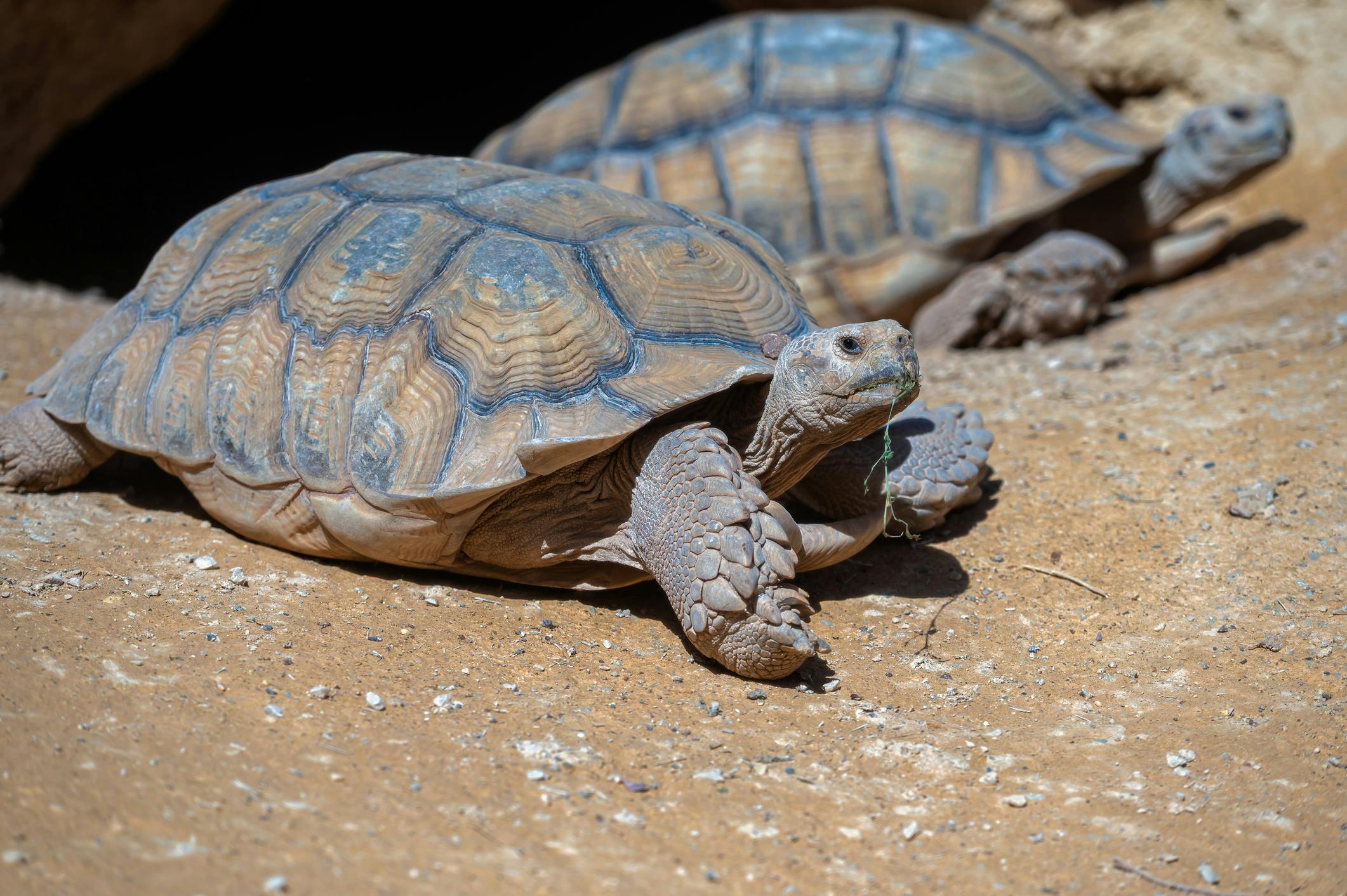 Mediterranean Tortoise Conservation & Ecosystem Regeneration Internships, Tetouan, Morocco