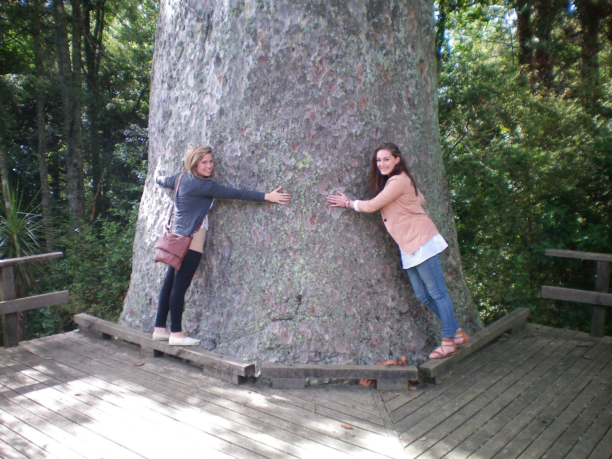 Tree hugging in Northland, Bay Of Islands, New Zealand
