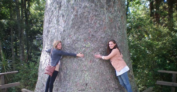 Tree hugging in Northland, Bay Of Islands, New Zealand
