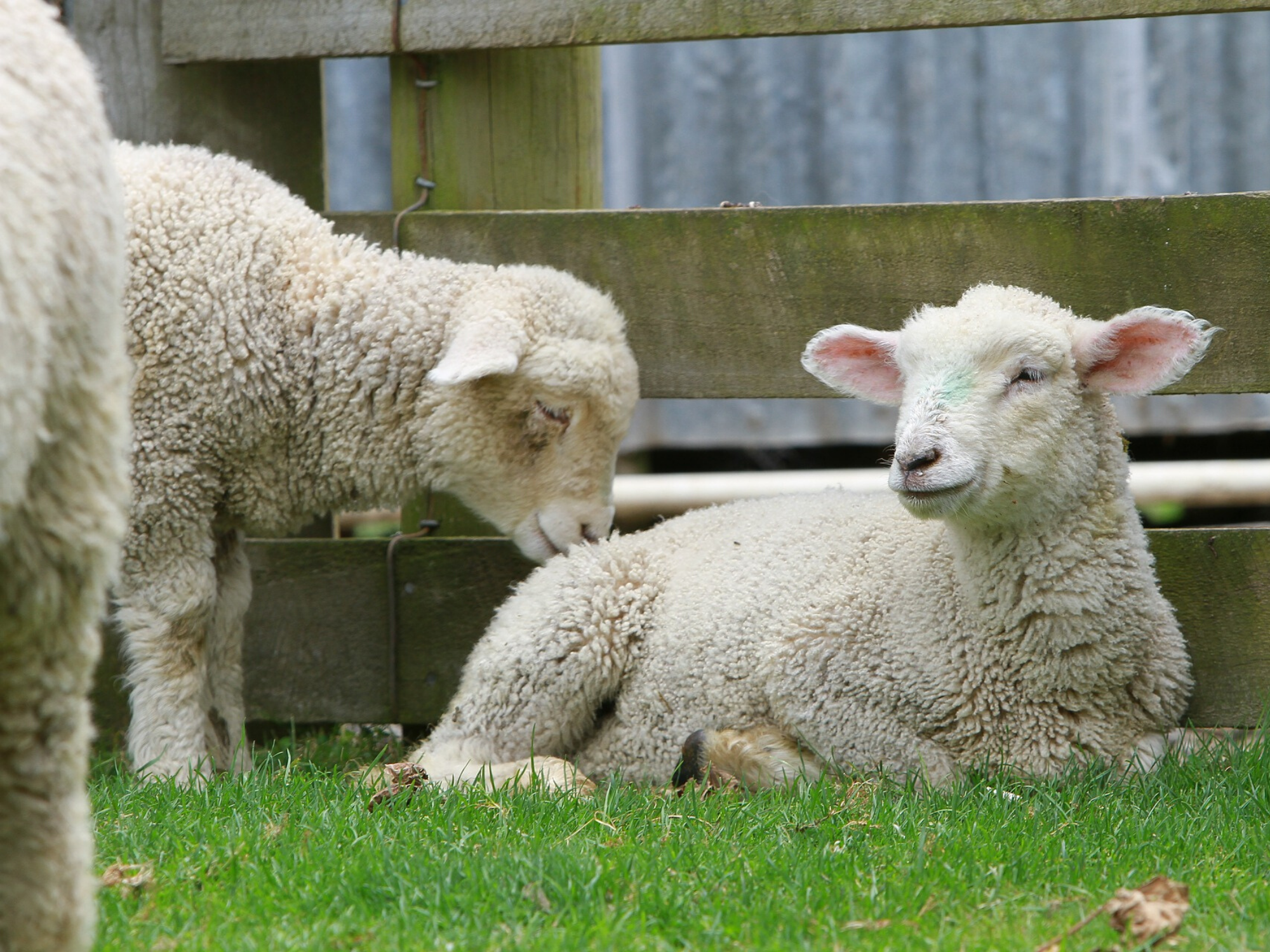 Sheep in New Zealand