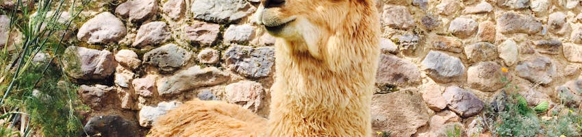 Explore intern placements in Peru