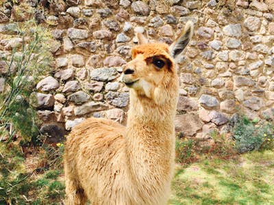 Cute llama poses in the Sacred Valley, Cusco