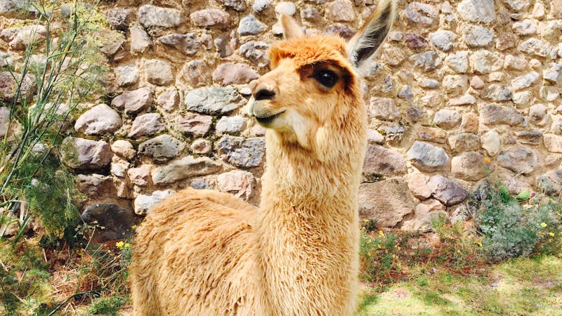 Cute llama poses in the Sacred Valley, Cusco