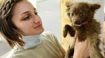 Veterinary & Animal Care Internships in Cusco