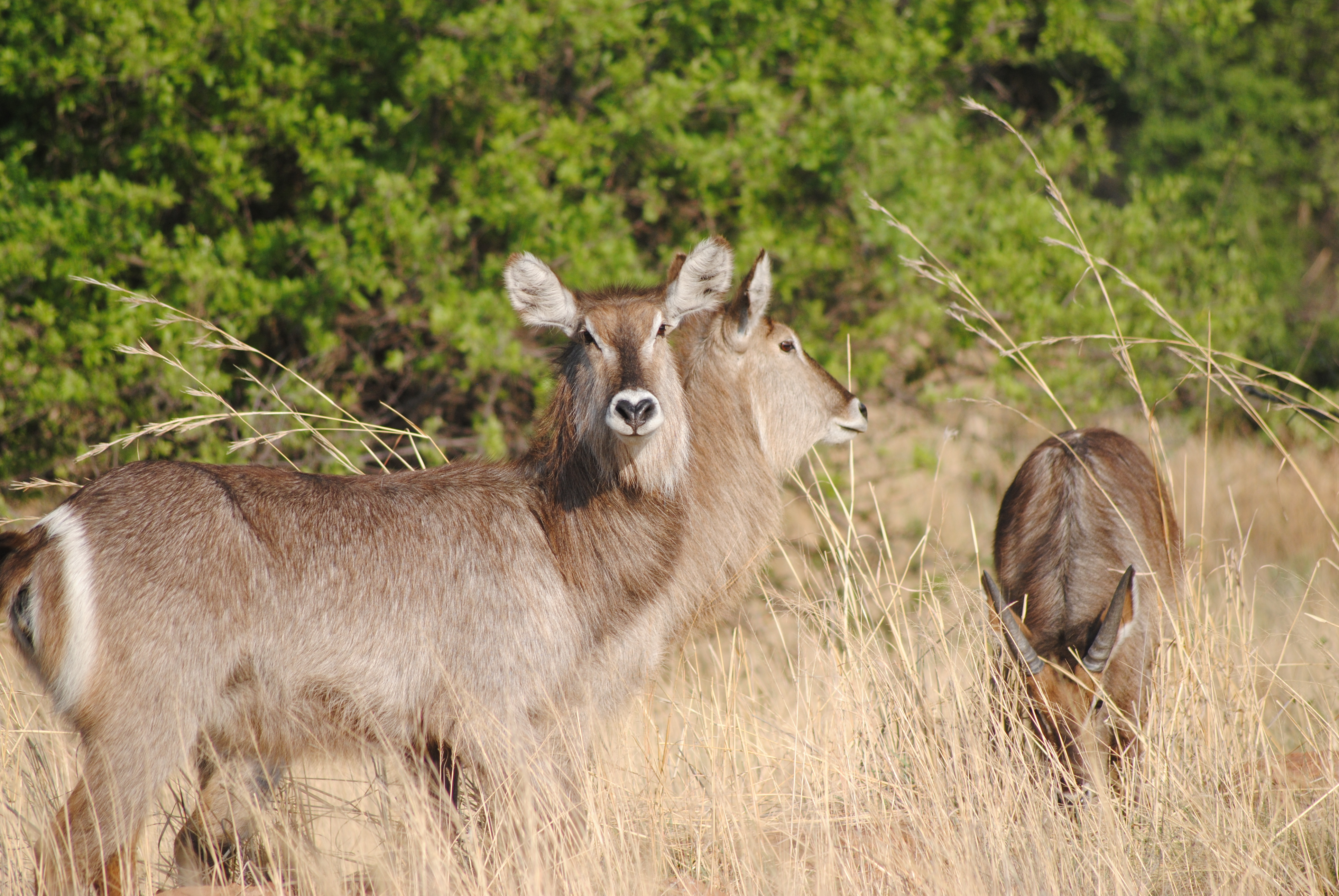 Image of wildlife - Gondwana Game Reserve in South Africa Taken by Intern Completing GIS Internship with Intern Abroad HQ