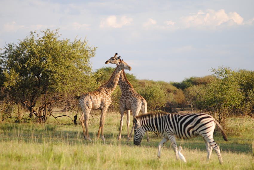 International Internships in Conservation