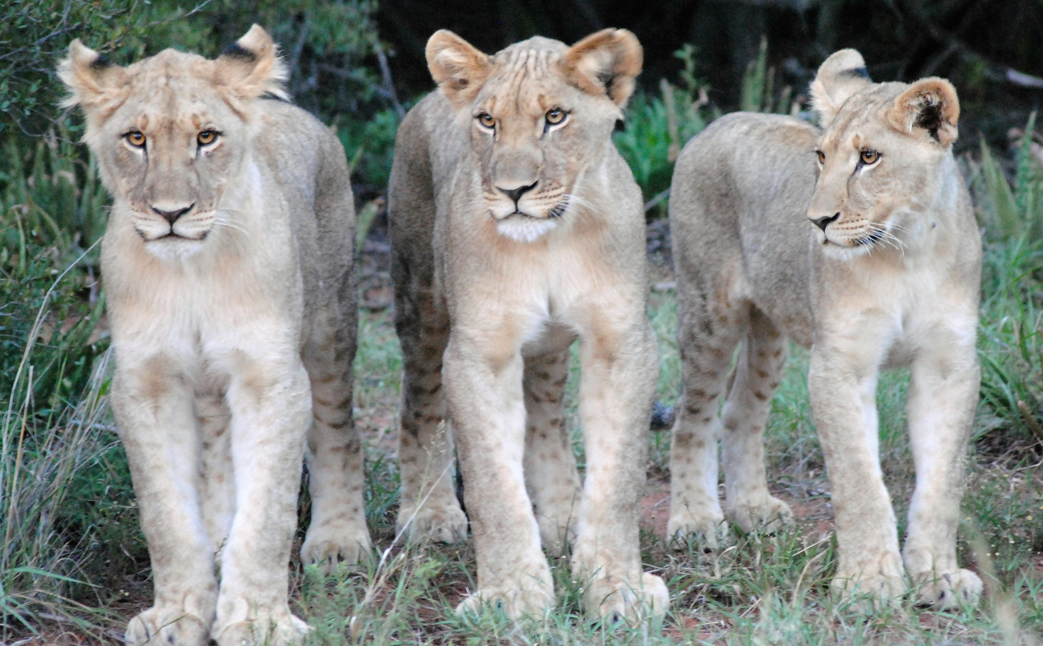 Group of Lion Cubs - Gondwana Game Reserve in South Africa Taken by Intern Completing GIS Internship with Intern Abroad HQ