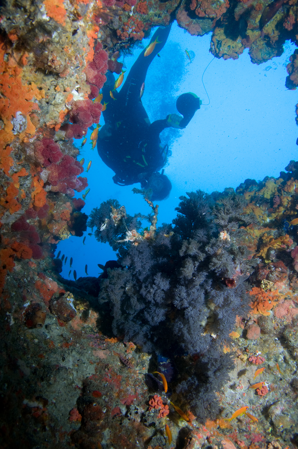 Marine Biology and Reef Conservation, South Africa, Intern Abroad HQ