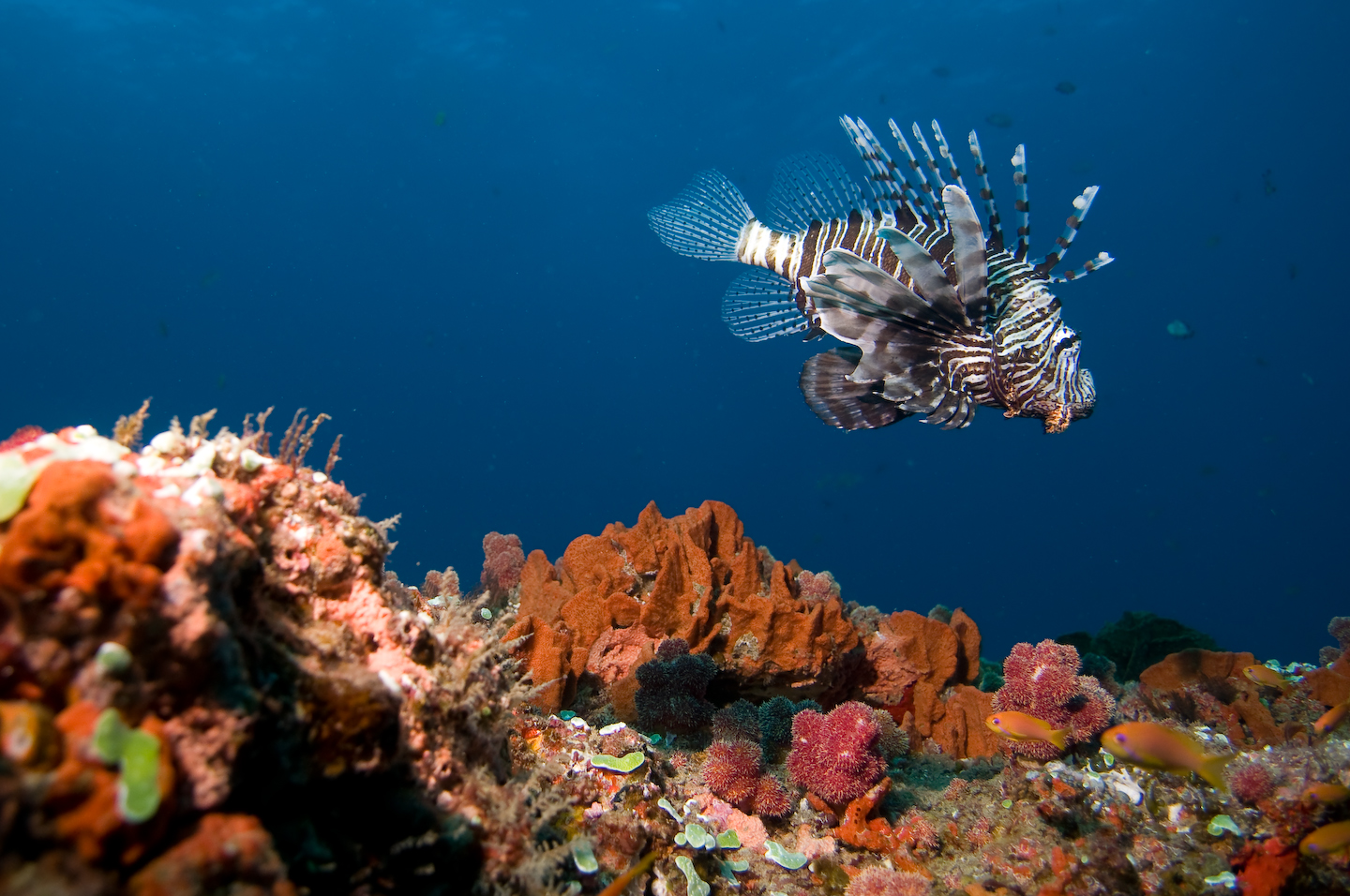 Marine Biology and Reef Conservation, South Africa, Intern Abroad HQ