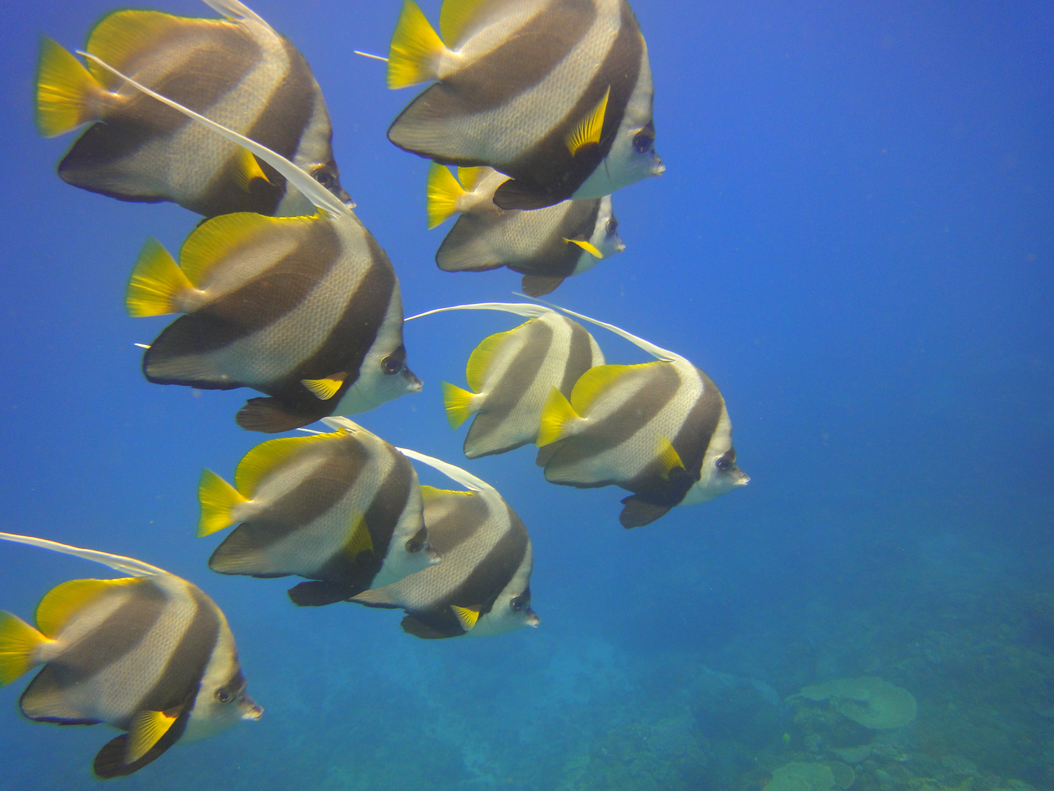 Marine Biology and Reef Conservation, South Africa, Intern Abroad HQ