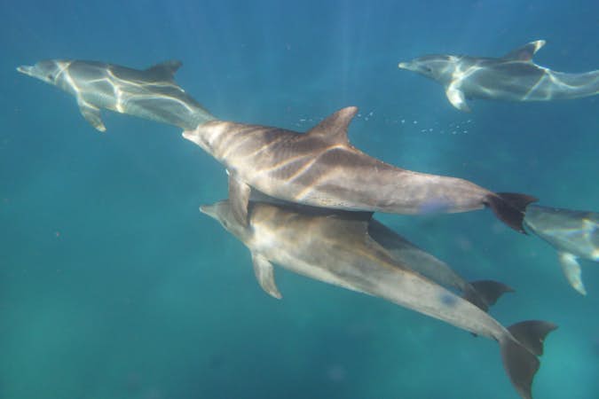 Dolphins swimming, Intern Abroad HQ, South Africa