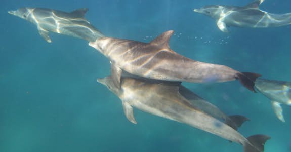 Dolphins swimming, Intern Abroad HQ, South Africa