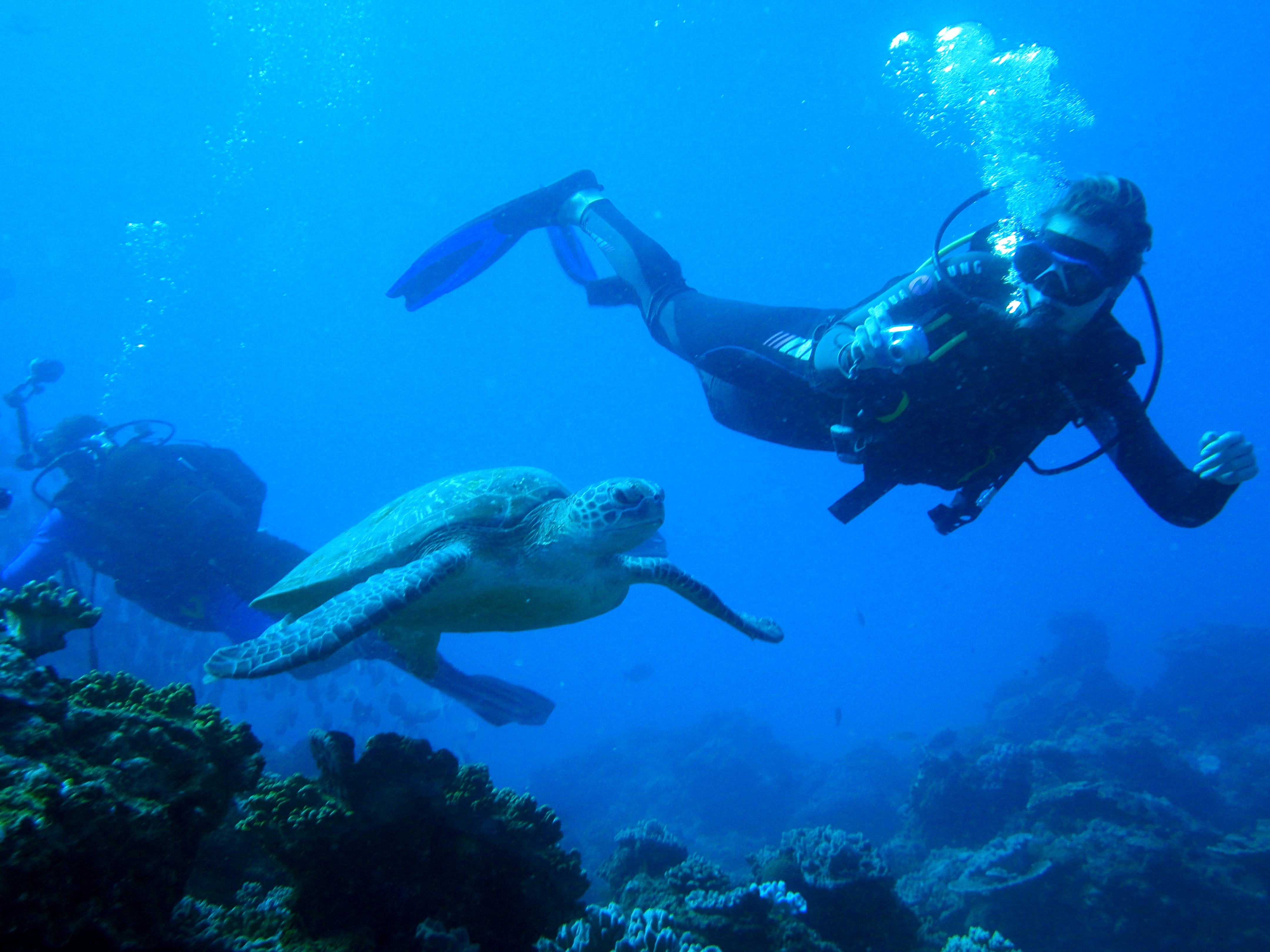 Scuba dive internship, Intern Abroad HQ, South Africa