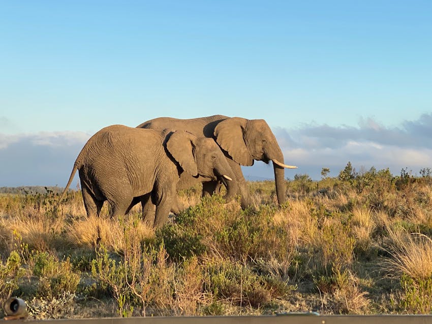 GIS & Reserve Management Internships in Gondwana Game Reserve