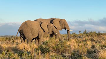 GIS & Reserve Management Internships: Intern abroad in Gondwana Game Reserve, South Africa