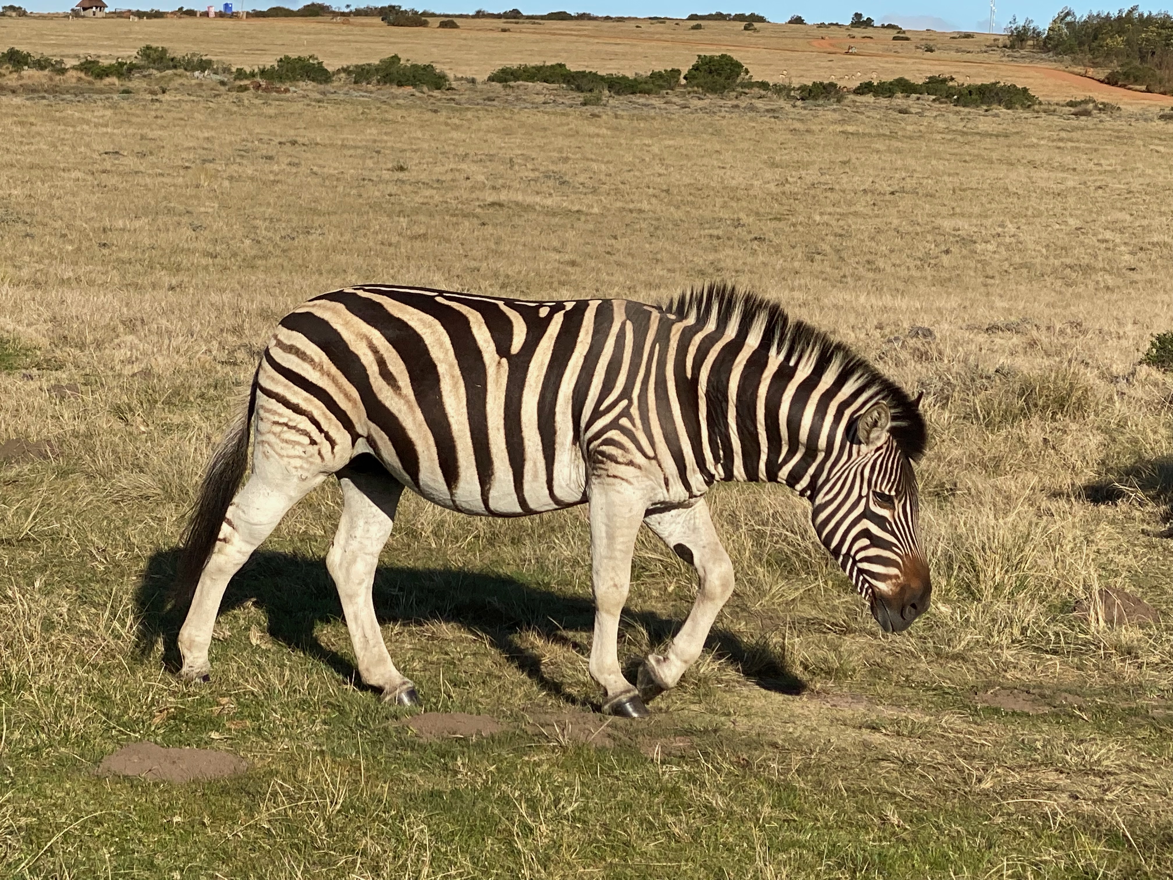 Image of Zebra on Environmental Conservation - South Africa. Taken by Intern Completing GIS Internship with Intern Abroad HQ