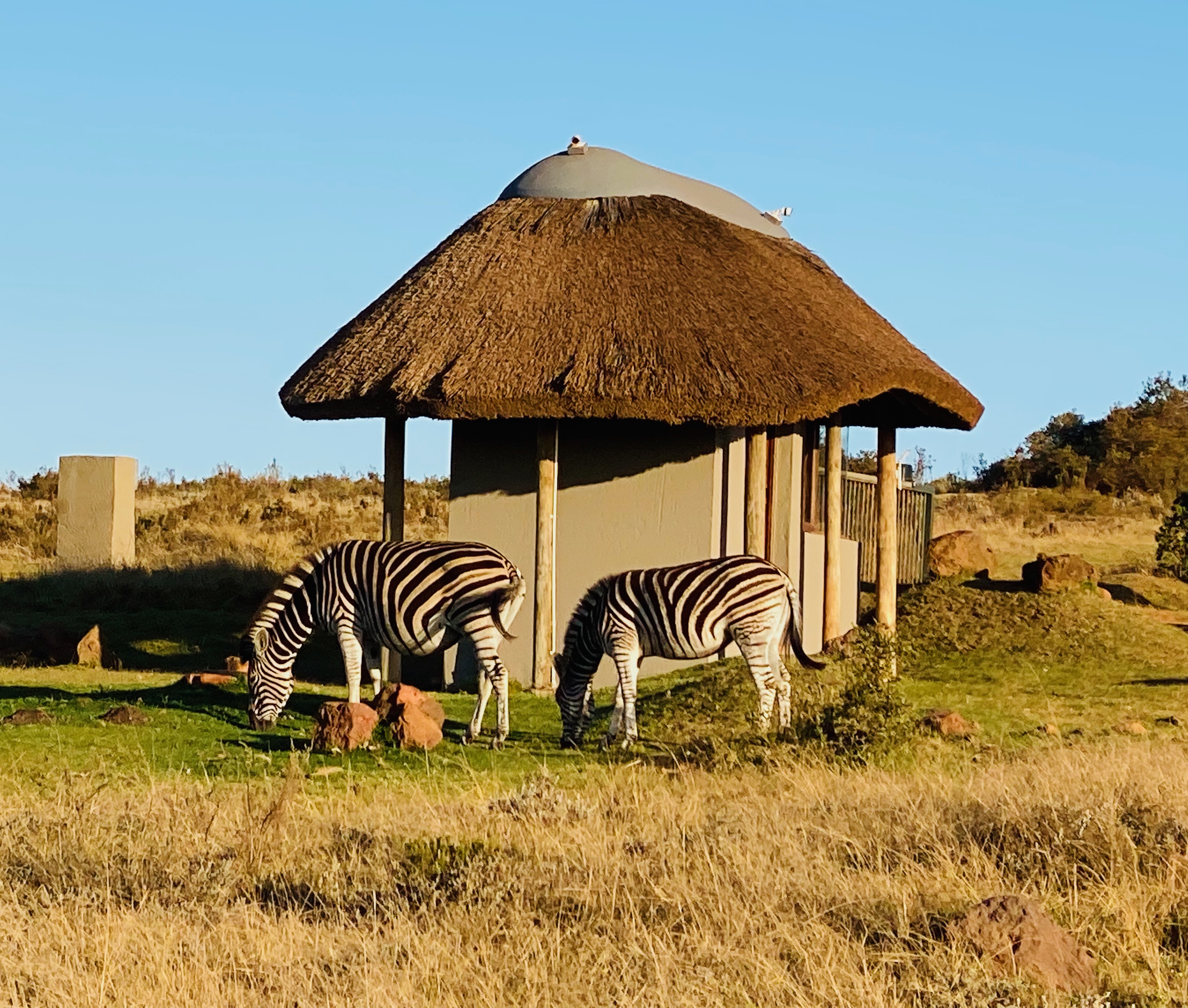 Zebras outside of hut on Gondwana Game Reserve in South Africa. Taken by Intern completing GIS Internship Abroad - Intern Abroad HQ