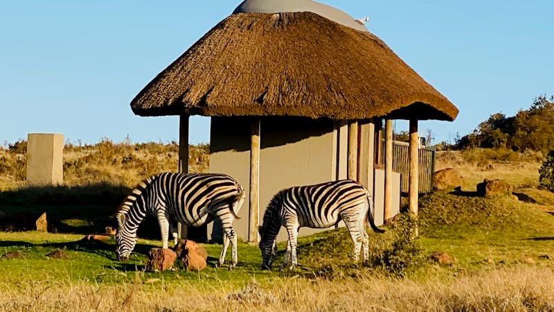 Zebras outside of hut on Gondwana Game Reserve in South Africa. Taken by Intern completing GIS Internship Abroad - Intern Abroad HQ
