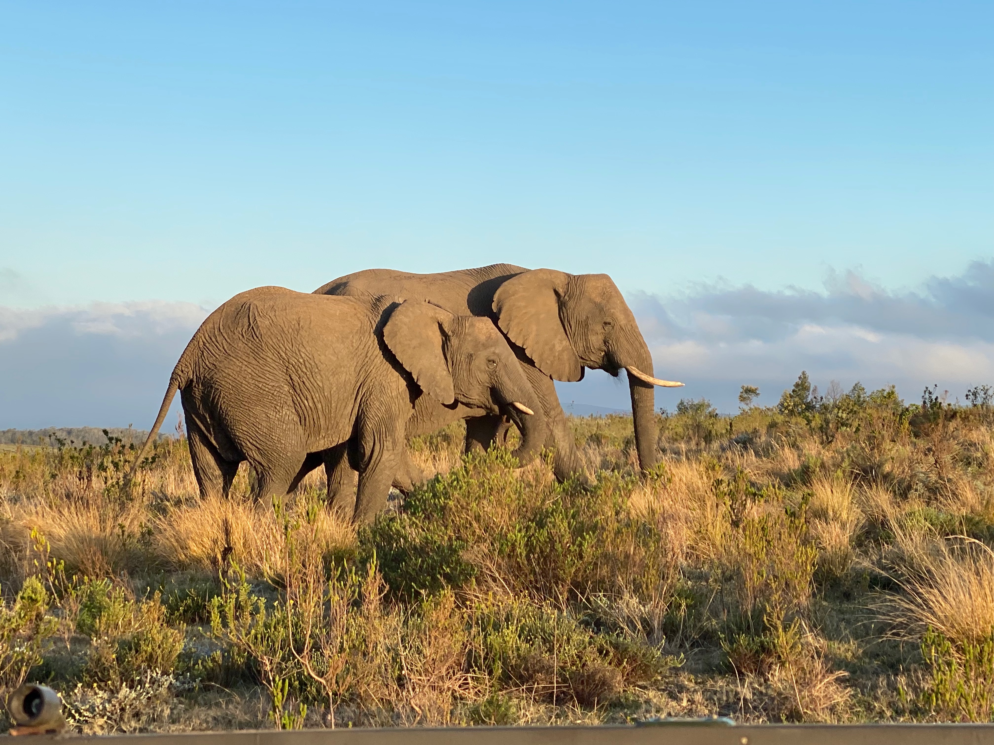 Image of elephants - Gondwana Game Reserve in South Africa Taken by Intern Completing GIS Internship with Intern Abroad HQ