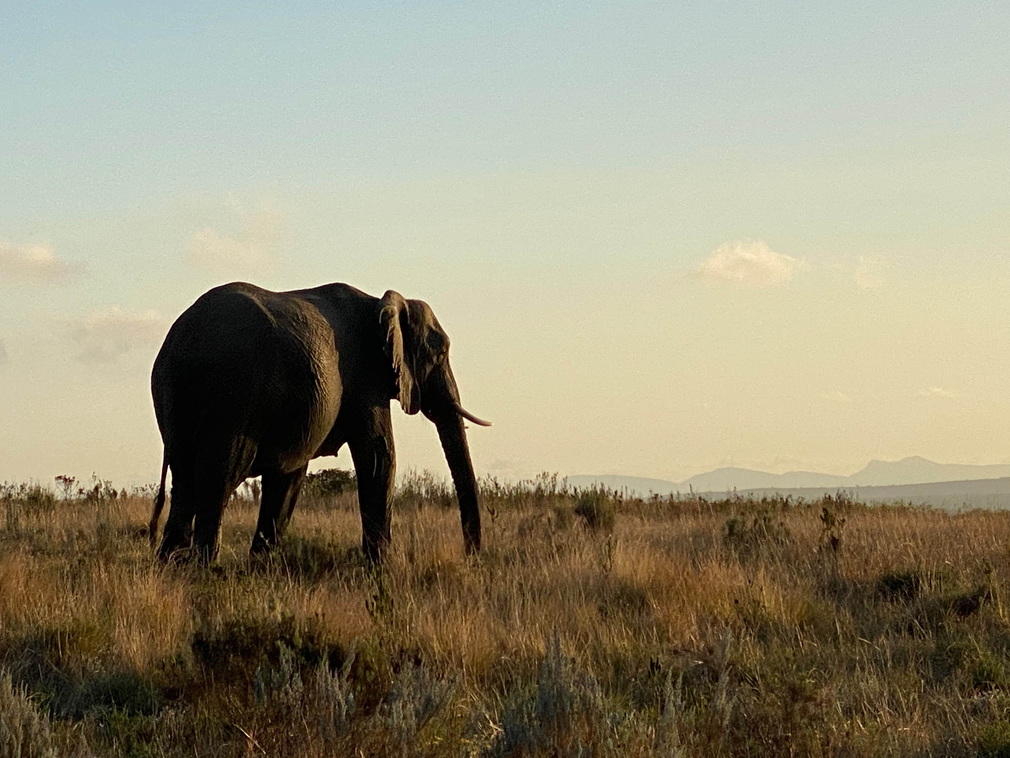 Image of elephants - Gondwana Game Reserve in South Africa Taken by Intern Completing GIS Internship with Intern Abroad HQ