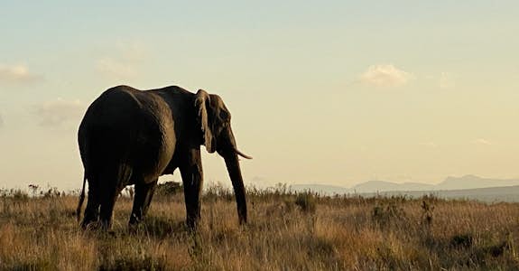 Image of elephants - Gondwana Game Reserve in South Africa Taken by Intern Completing GIS Internship with Intern Abroad HQ