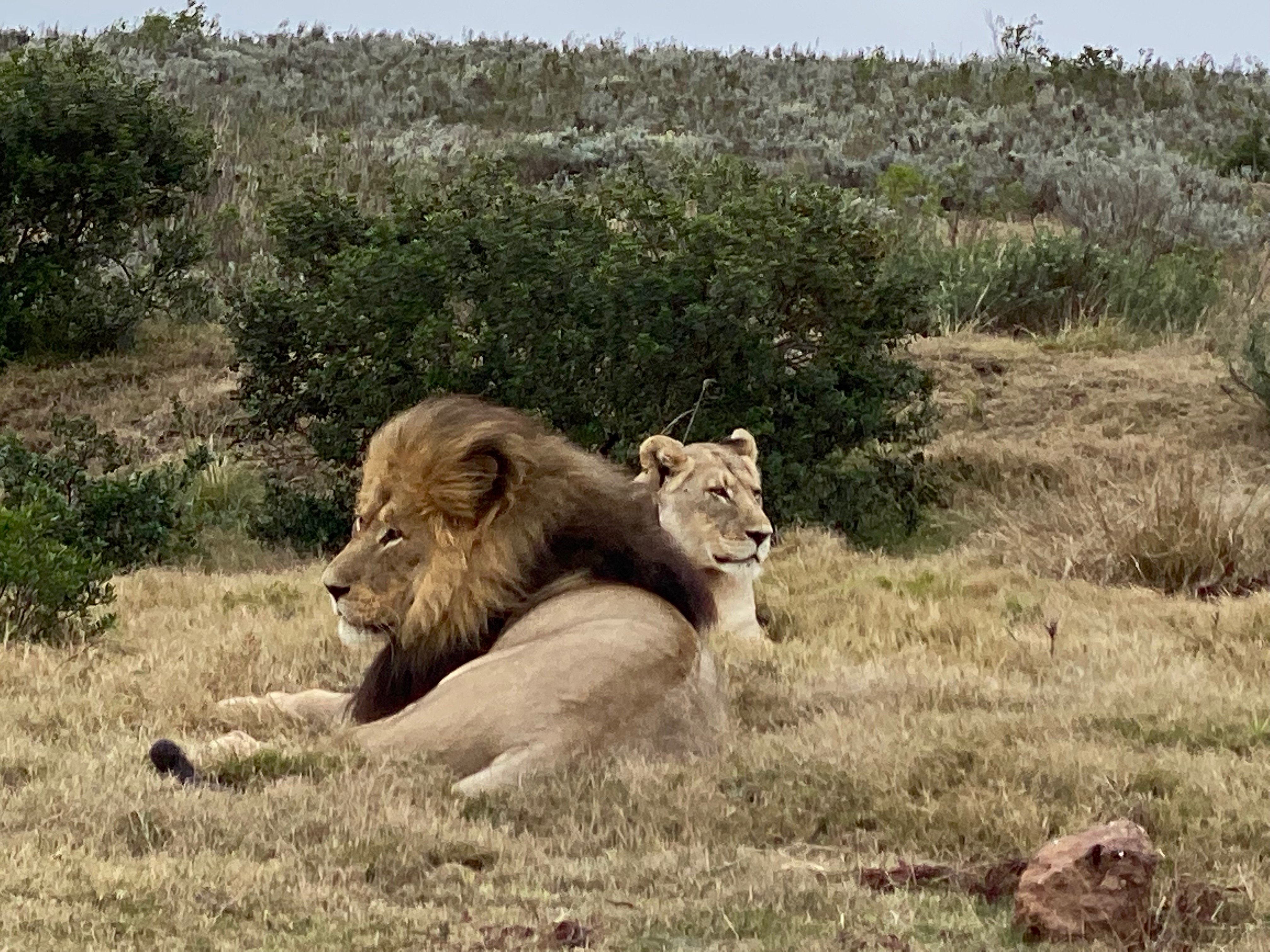 Image of lions - Gondwana Game Reserve in South Africa Taken by Intern Completing GIS Internship with Intern Abroad HQ