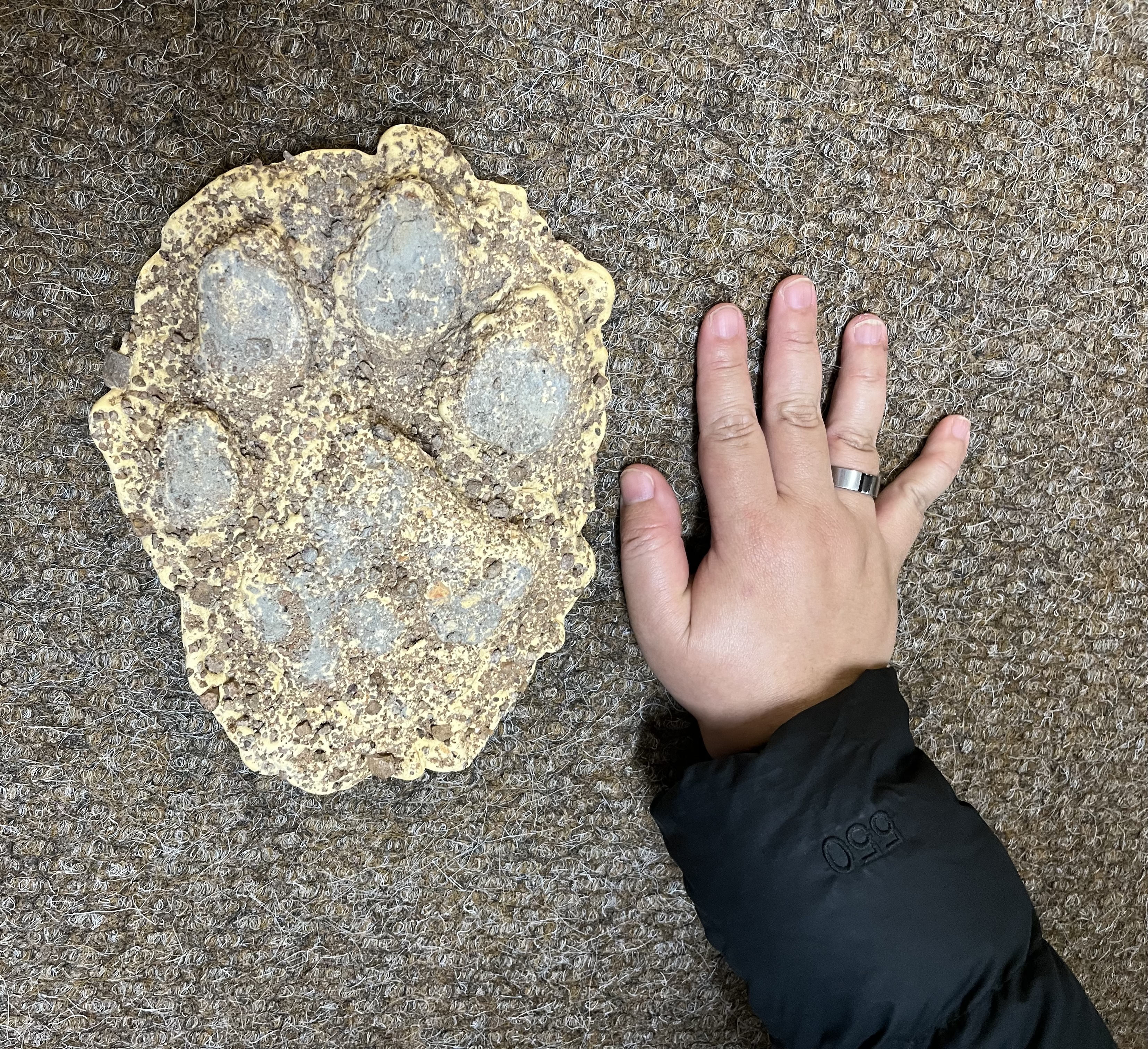 Hand and paw print taken by Intern Completing GIS Internship with Intern Abroad HQ