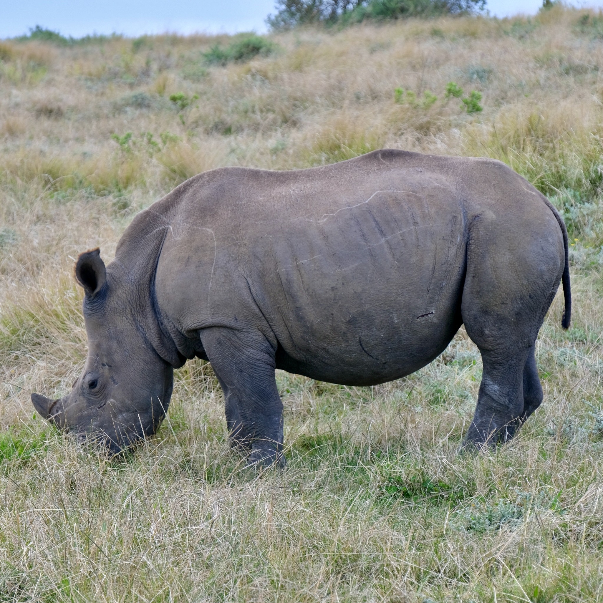 Rhino - Gondwana Game Reserve in South Africa Taken by Intern Completing GIS Internship with Intern Abroad HQ