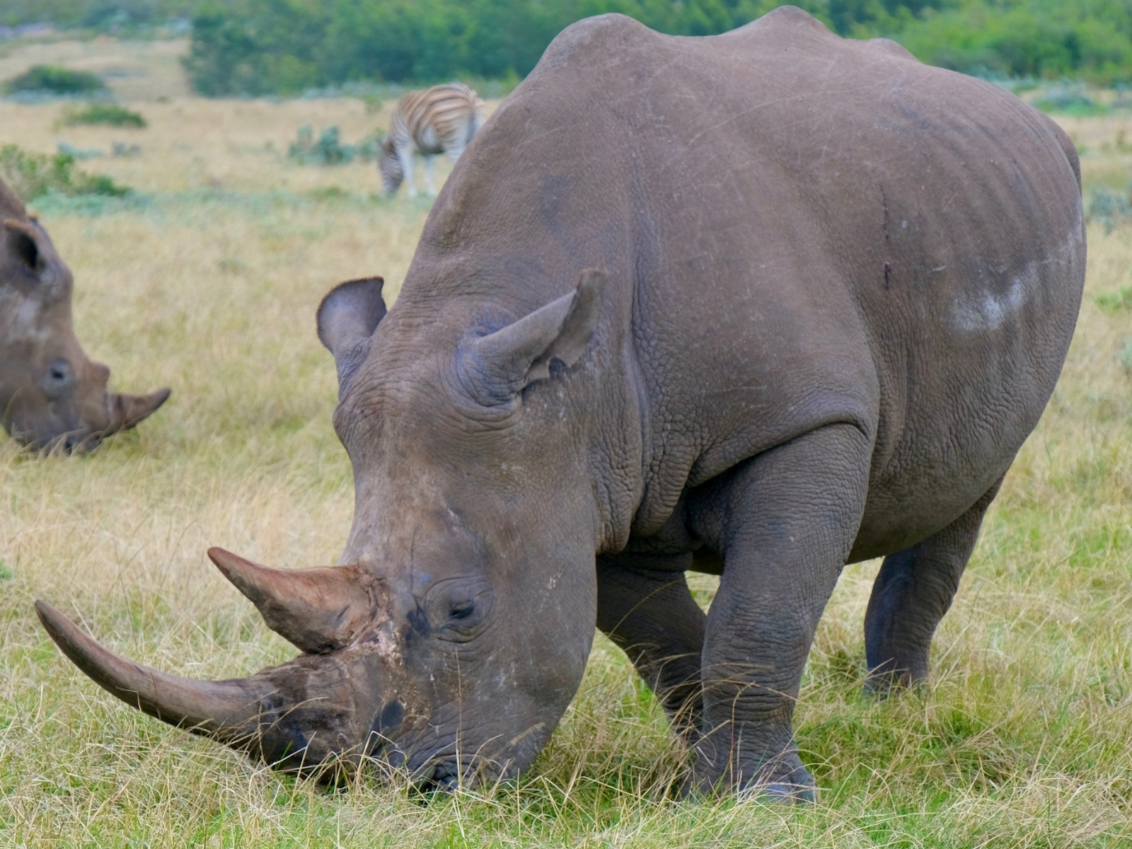 Close up of rhino - Gondwana Game Reserve in South Africa Taken by Intern Completing GIS Internship with Intern Abroad HQ