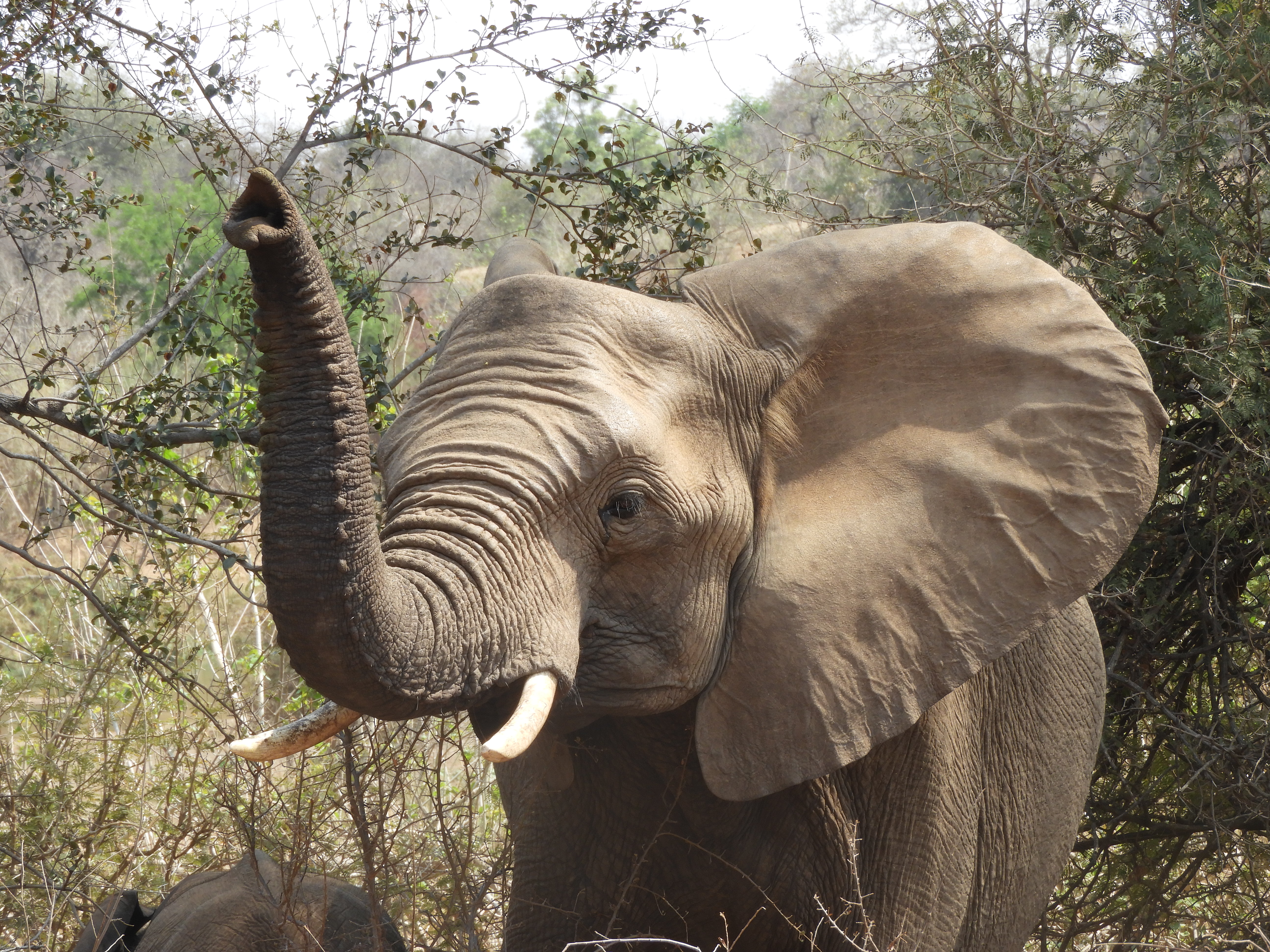 Reserve Management & Research at Kruger National Park - Intern Abroad HQ
