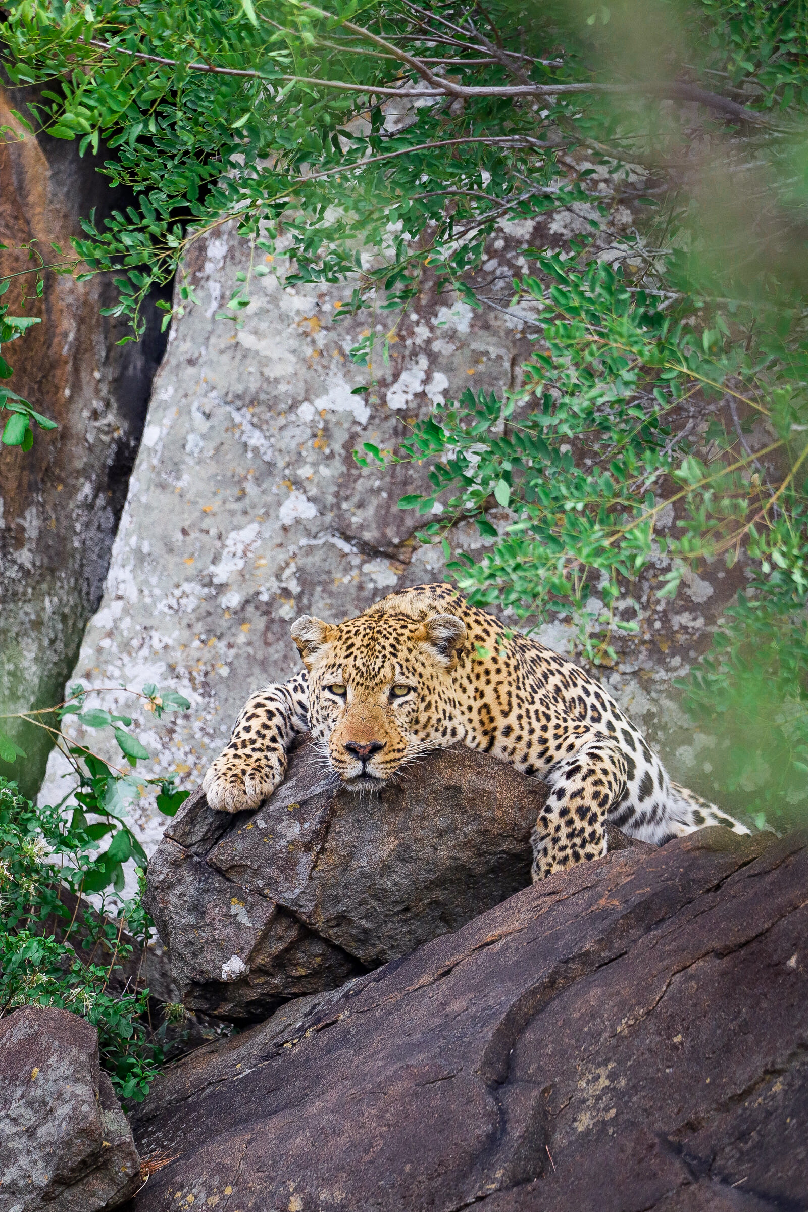 Reserve Management & Research at Kruger National Park - Intern Abroad HQ