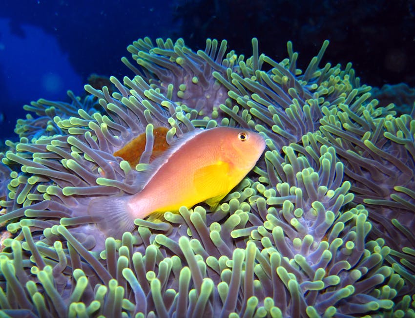 Marine Biology & Reef Conservation