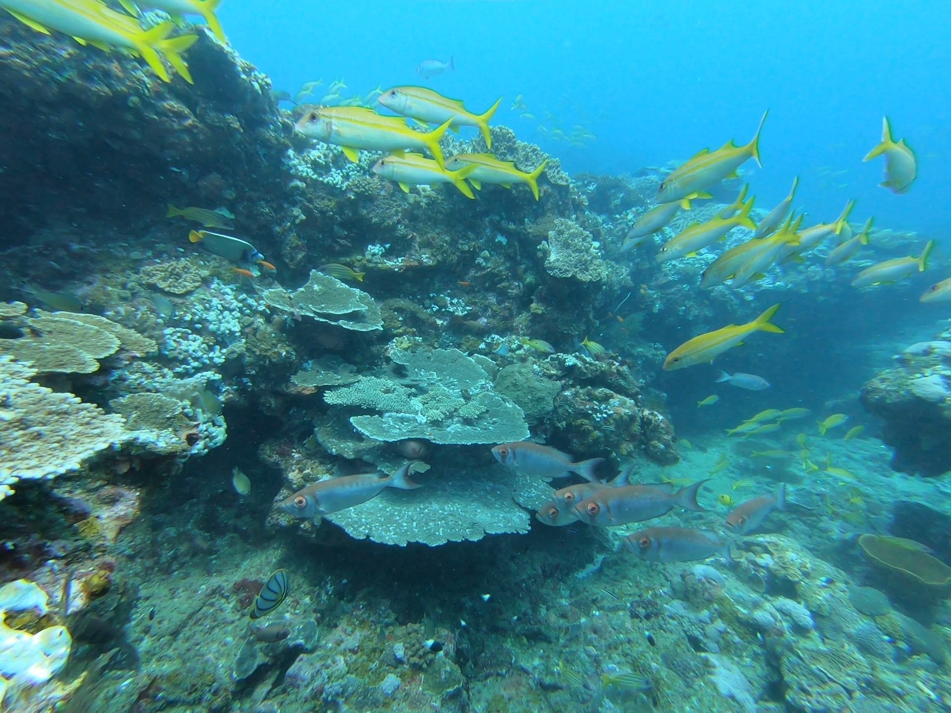 Marine Biology and Reef Conservation internships, Sodwana Bay, South Africa, Intern Abroad HQ