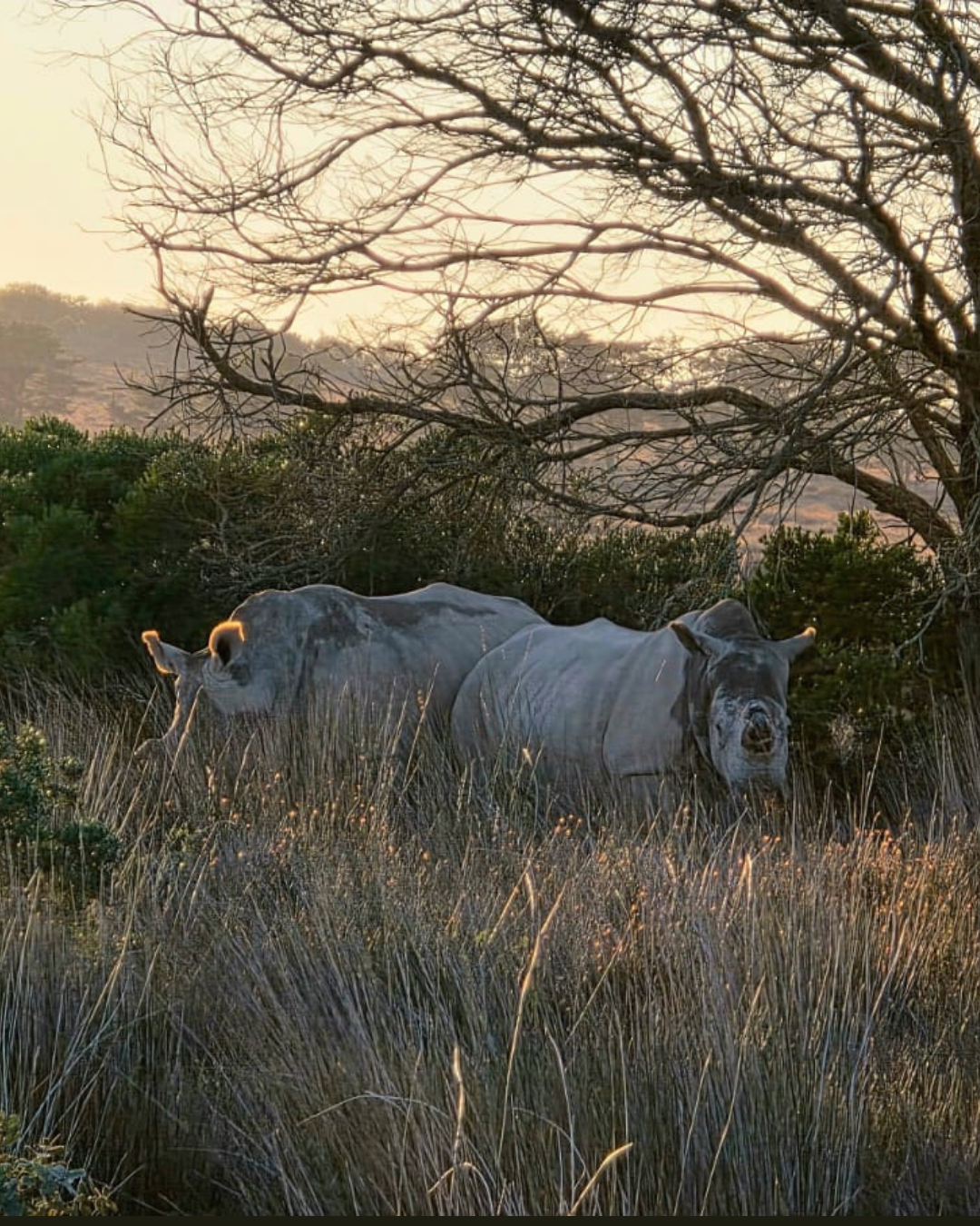 Animal viewing drive, South Africa excursion