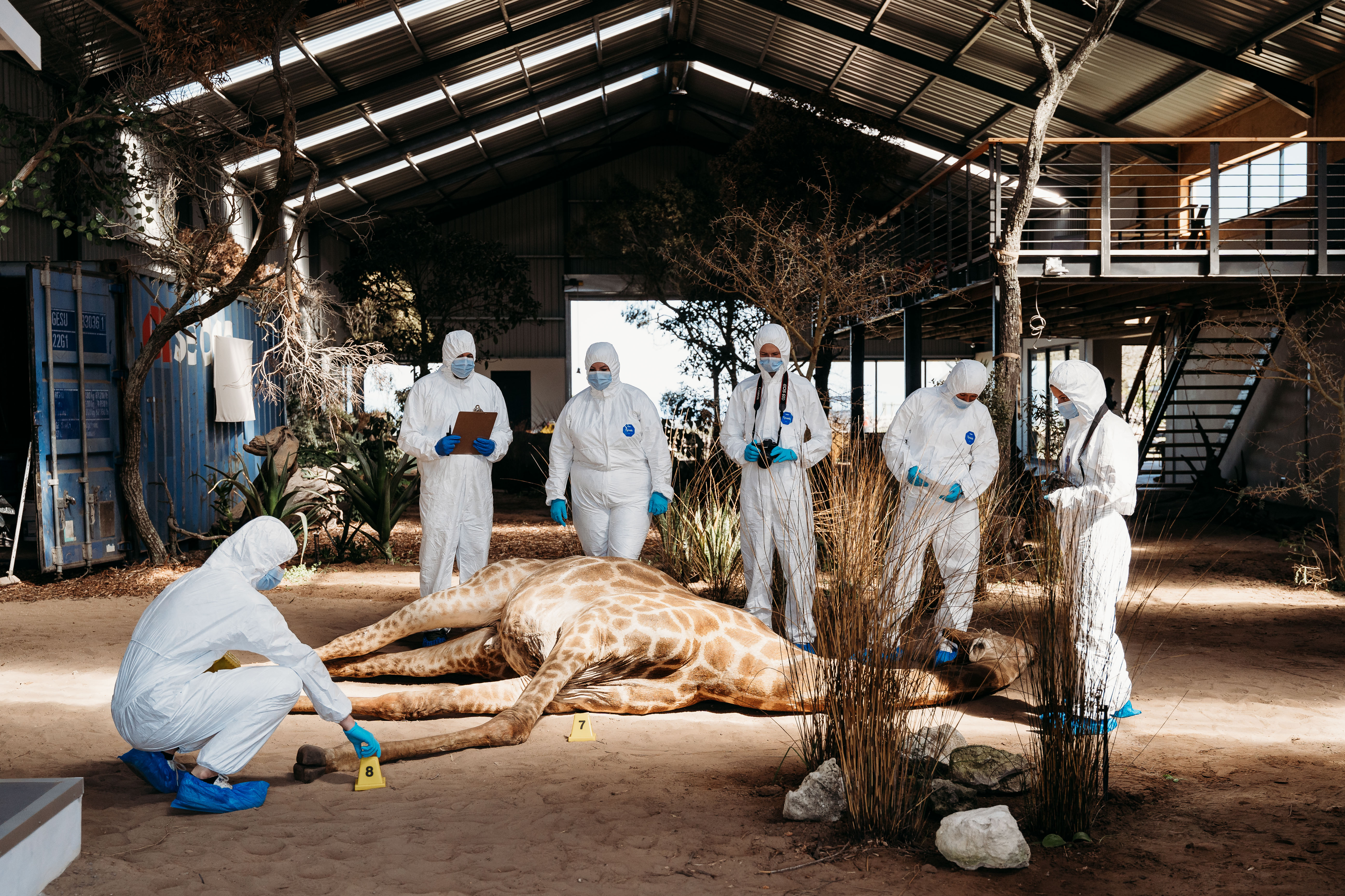 Mock crime scene photograph, giraffe, training example from the wildlife forensics internship course