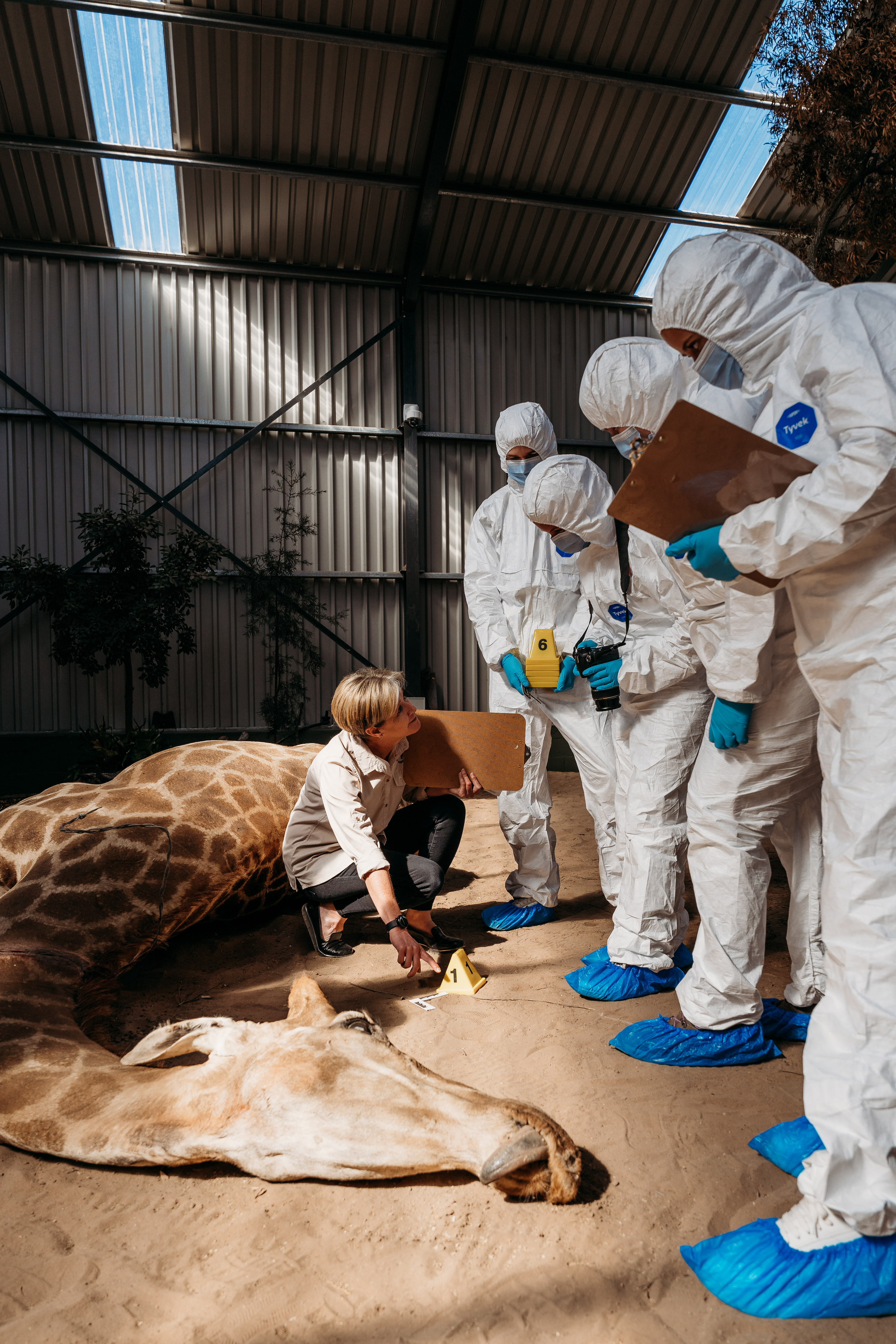 Mock crime scene photograph, giraffe, training example from the wildlife forensics internship course