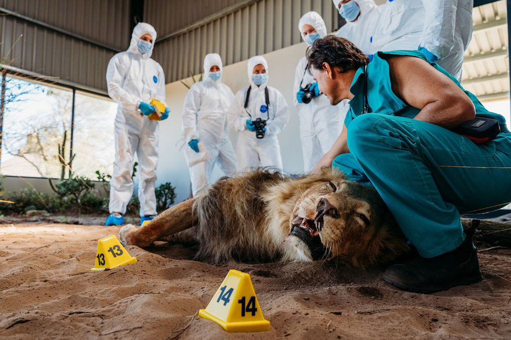 Mock crime scene photograph, lion, training example from the wildlife forensics internship course