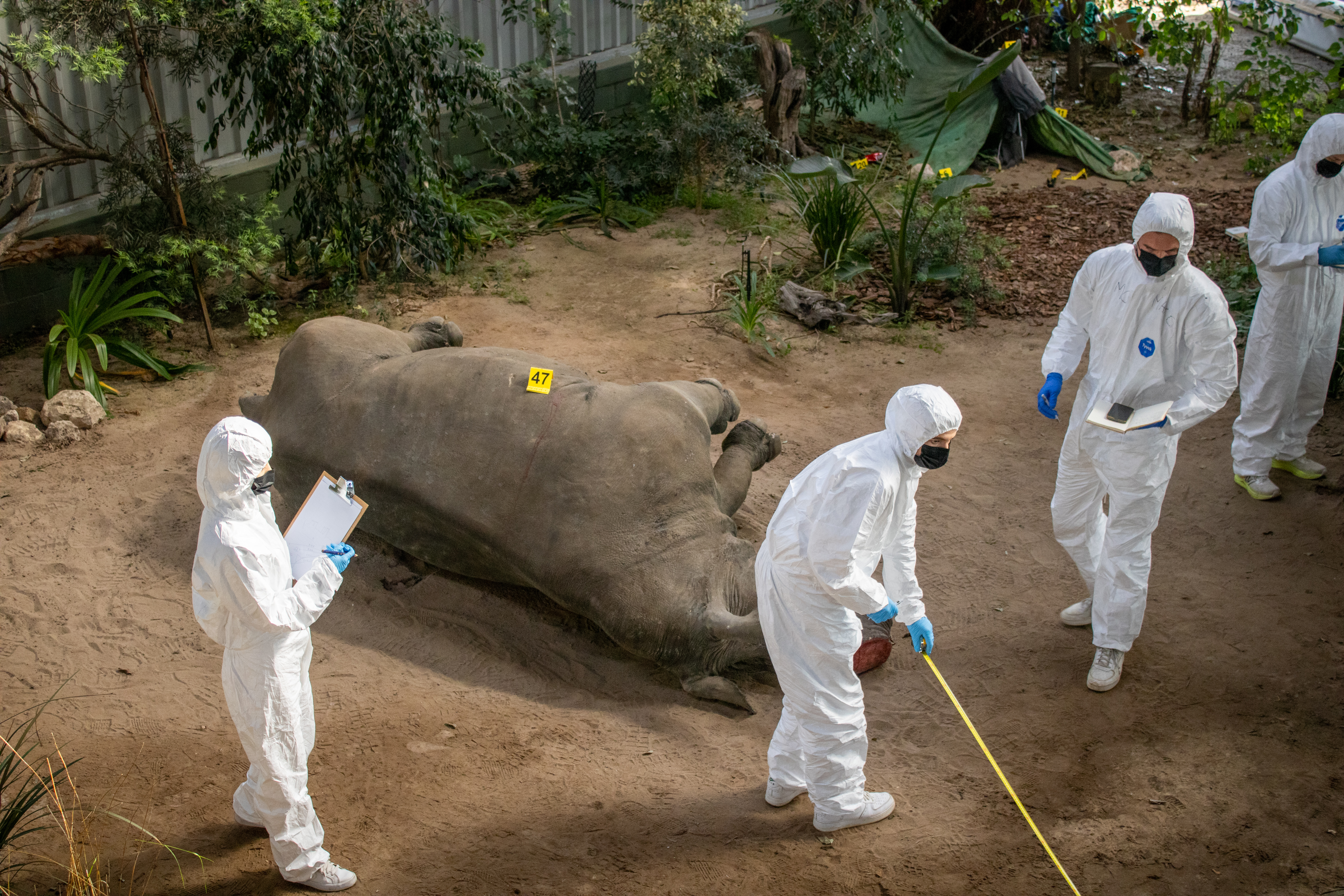 Mock crime scene photograph, rhino, training example from the wildlife forensics internship course