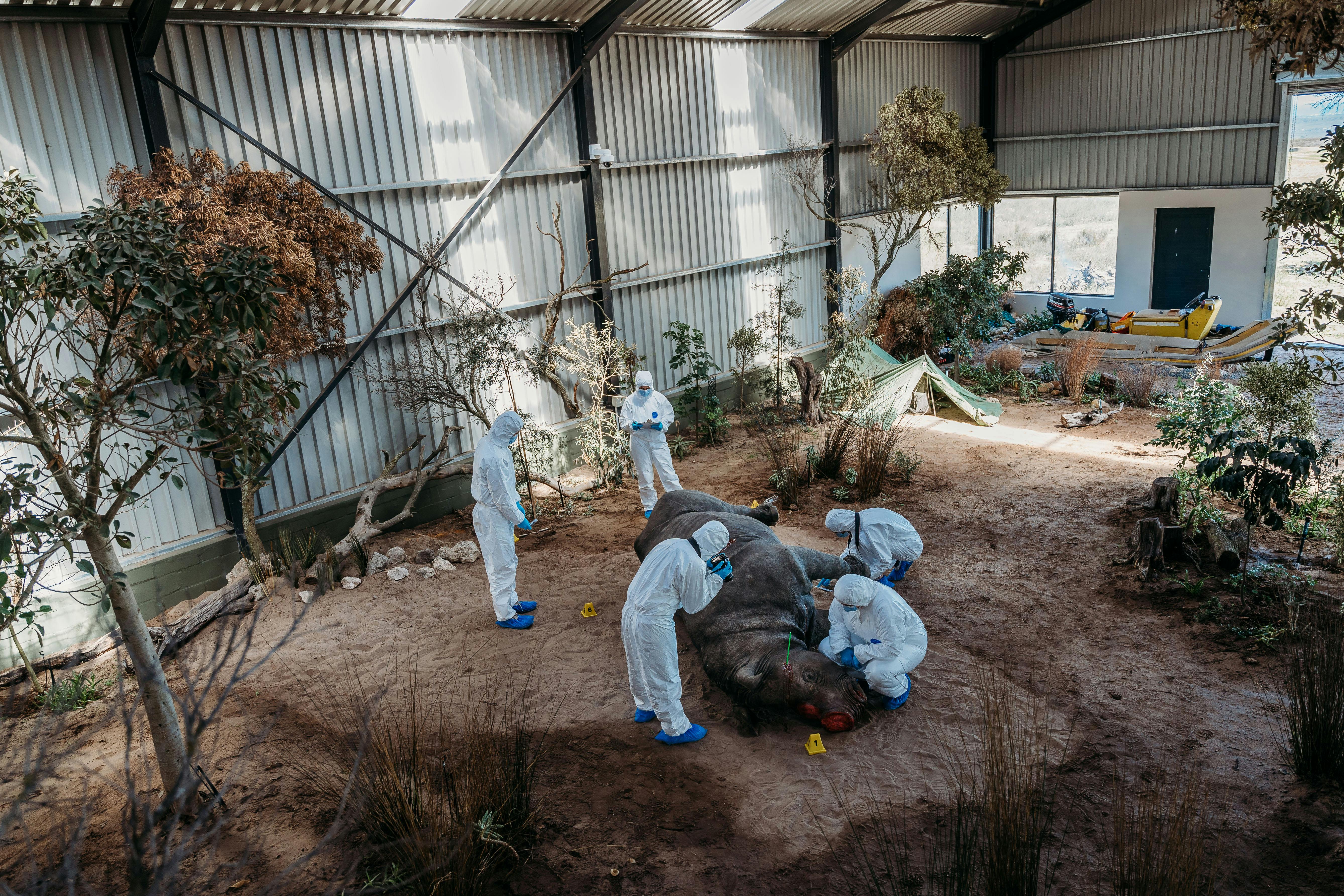 Mock crime scene for Wildlife Forensics & Conservation Internships in South Africa