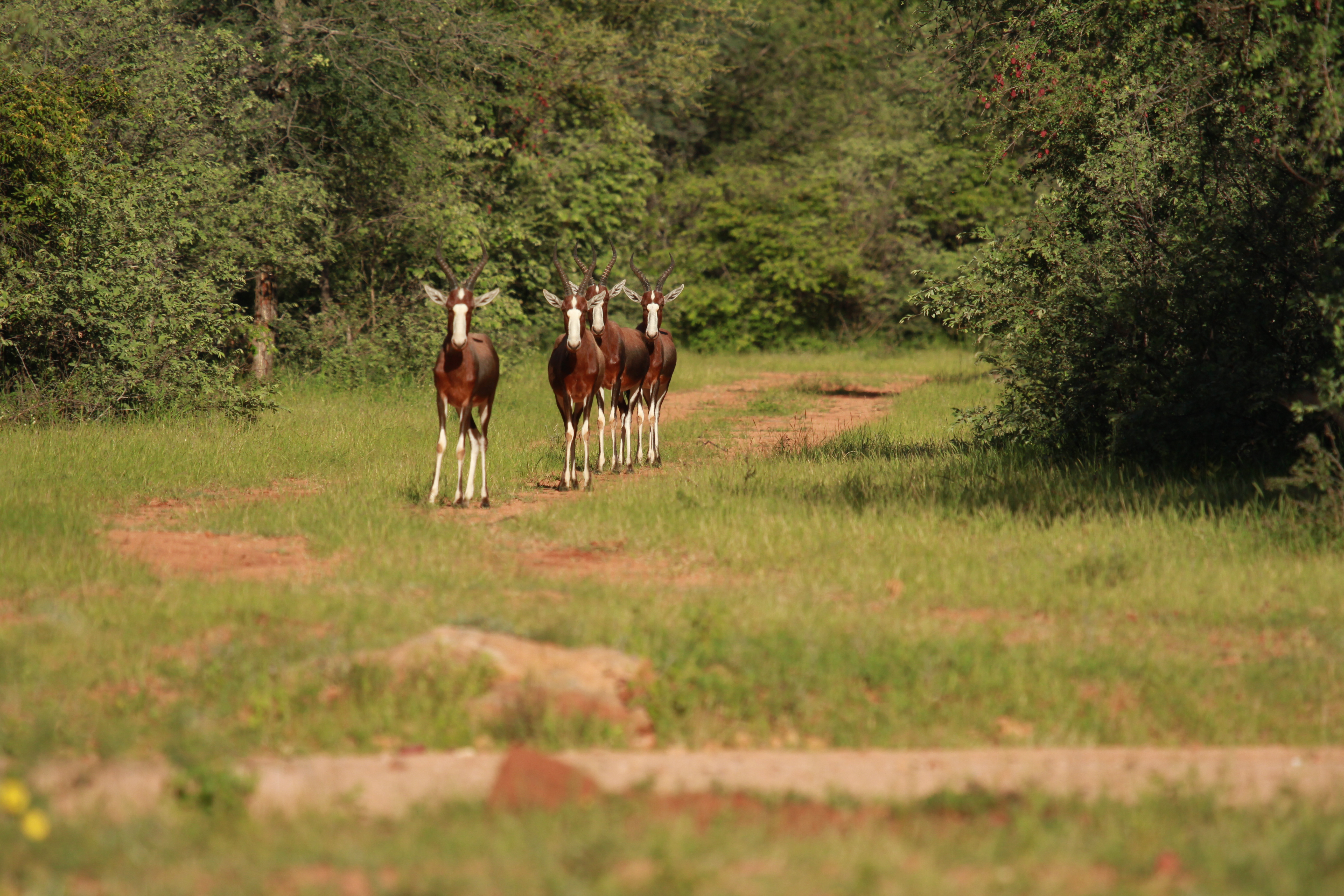 Wildlife, Ecology & Anthropological Research Internships in South Africa