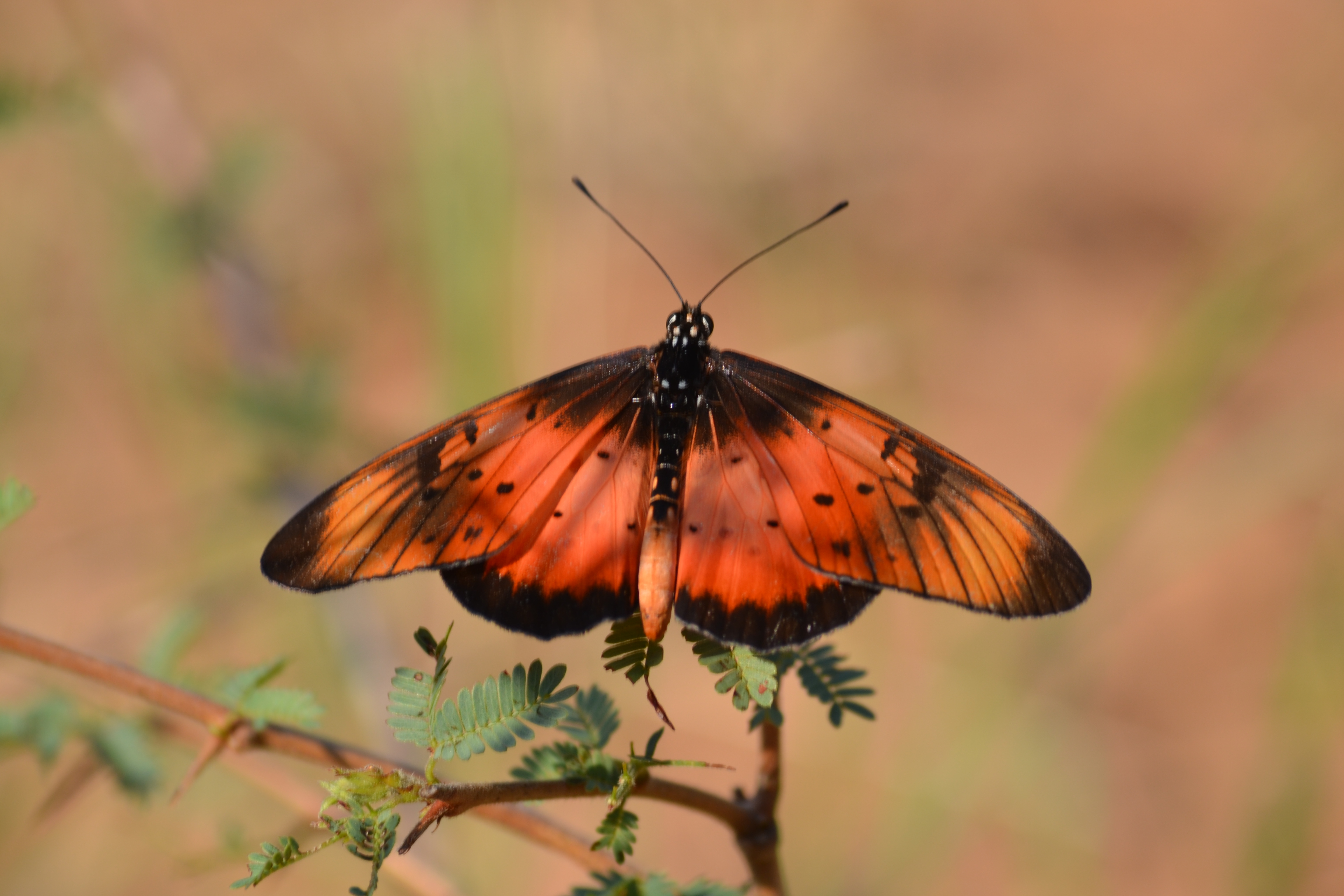 Wildlife, Ecology & Anthropological Research Internships in Mogalakwena