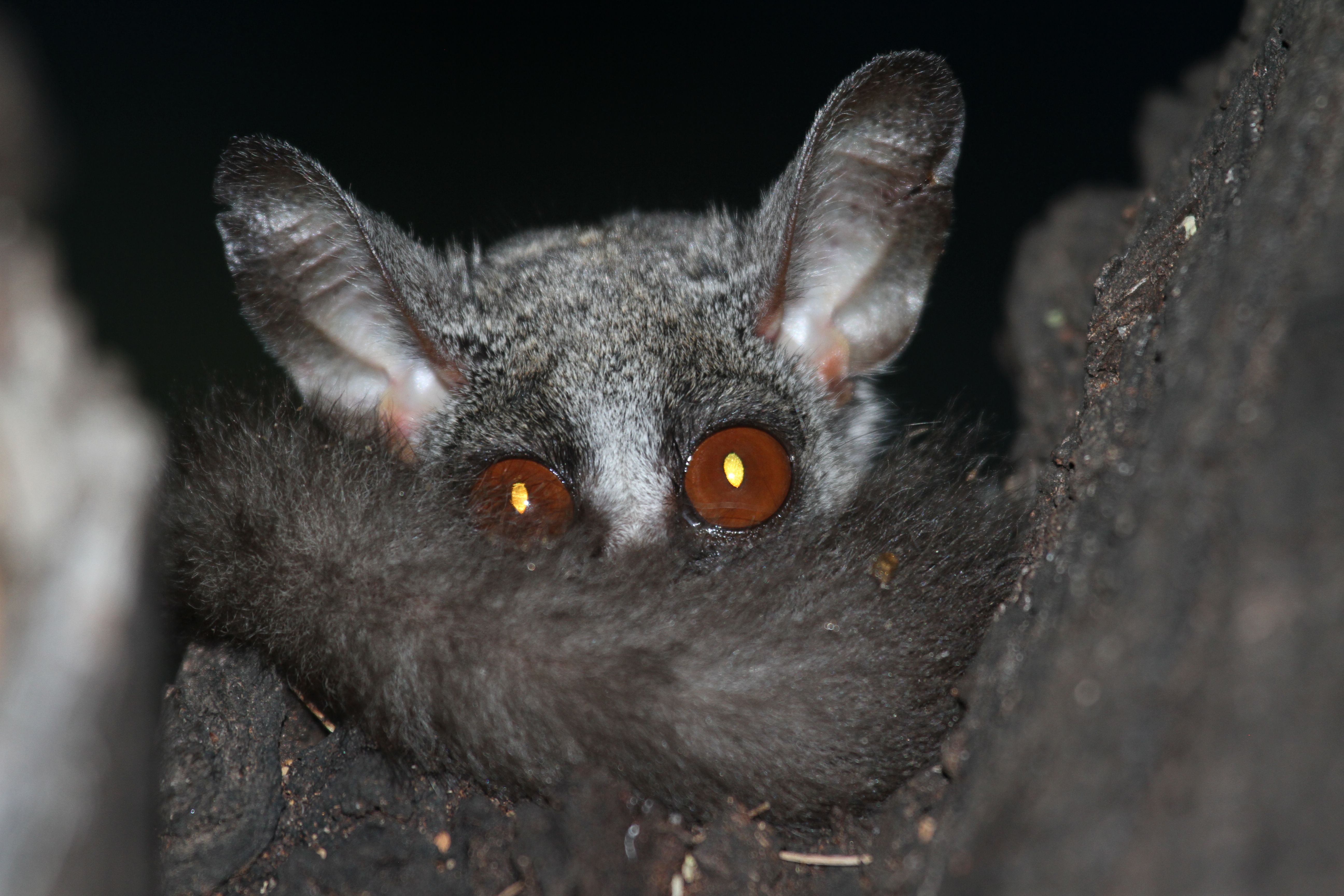 Wildlife, Ecology & Anthropological Research Internships in Mogalakwena