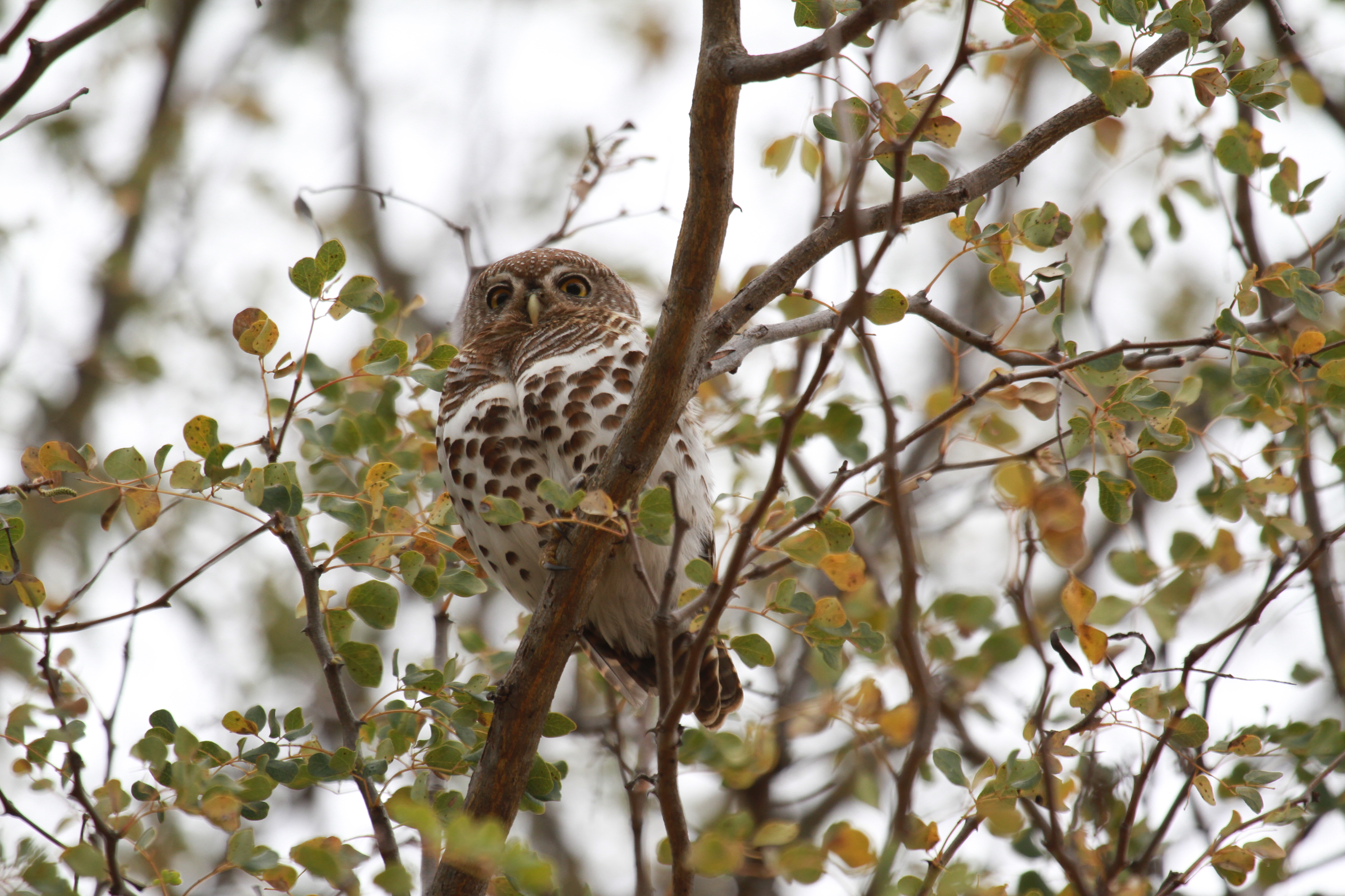 Wildlife, Ecology & Anthropological Research Internships in Mogalakwena