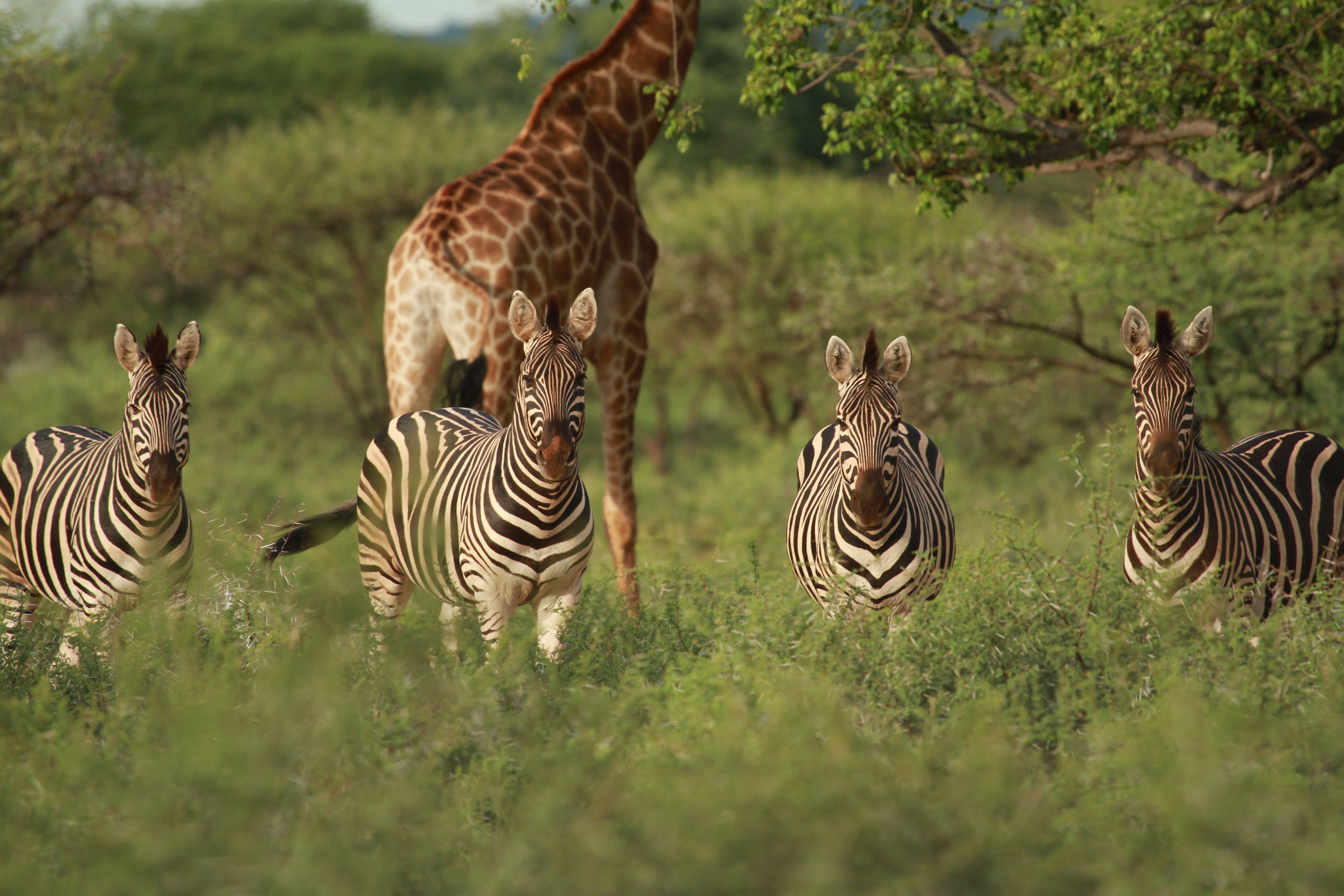 Wildlife, Ecology & Anthropological Research Internships in Mogalakwena